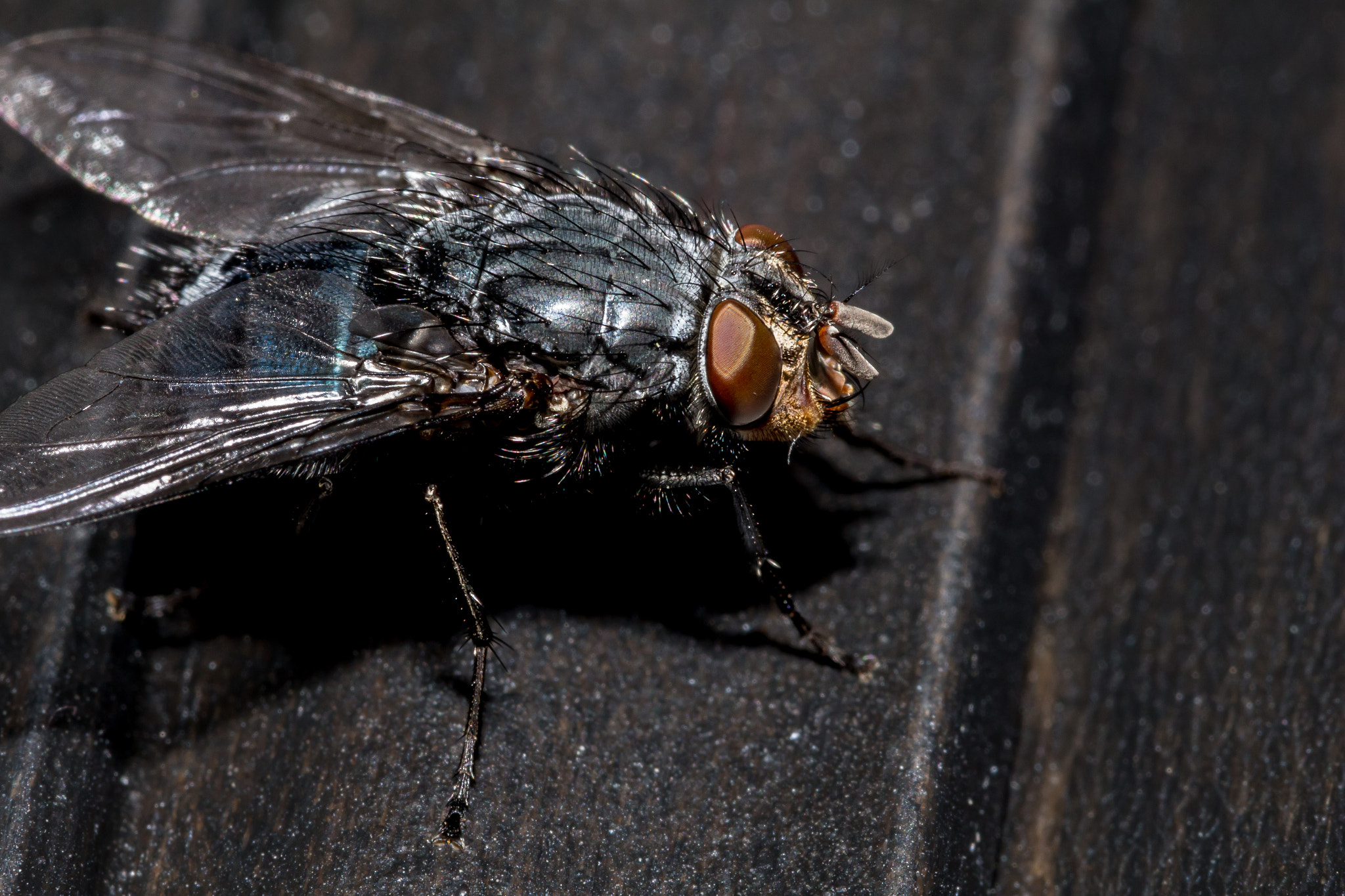Canon EOS 100D (EOS Rebel SL1 / EOS Kiss X7) + Canon EF 100mm F2.8L Macro IS USM sample photo. Bluebottle photography