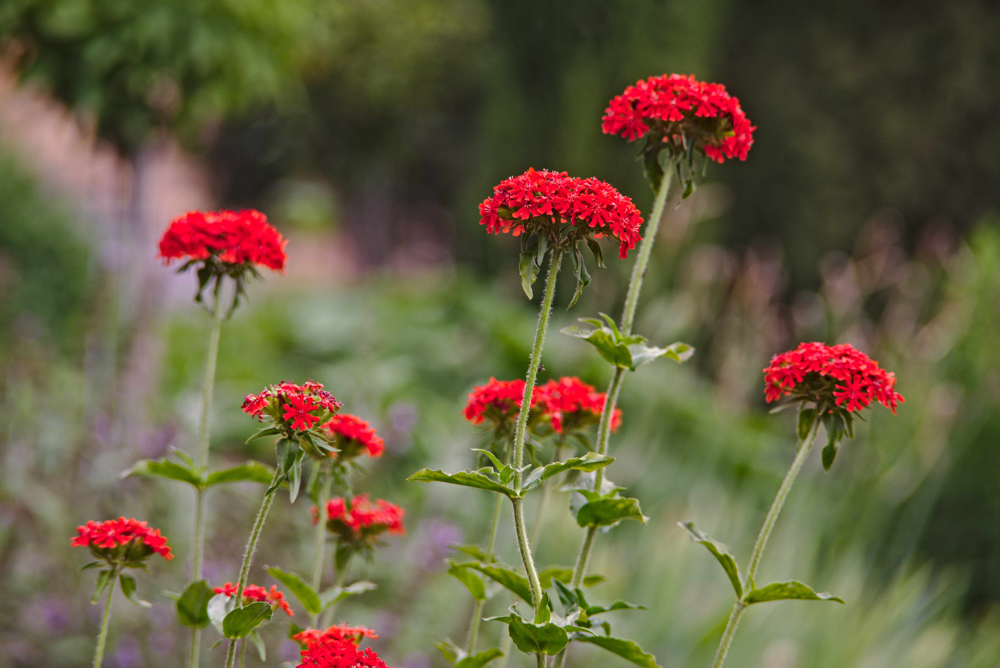 Manual Lens No CPU sample photo. In the garden photography