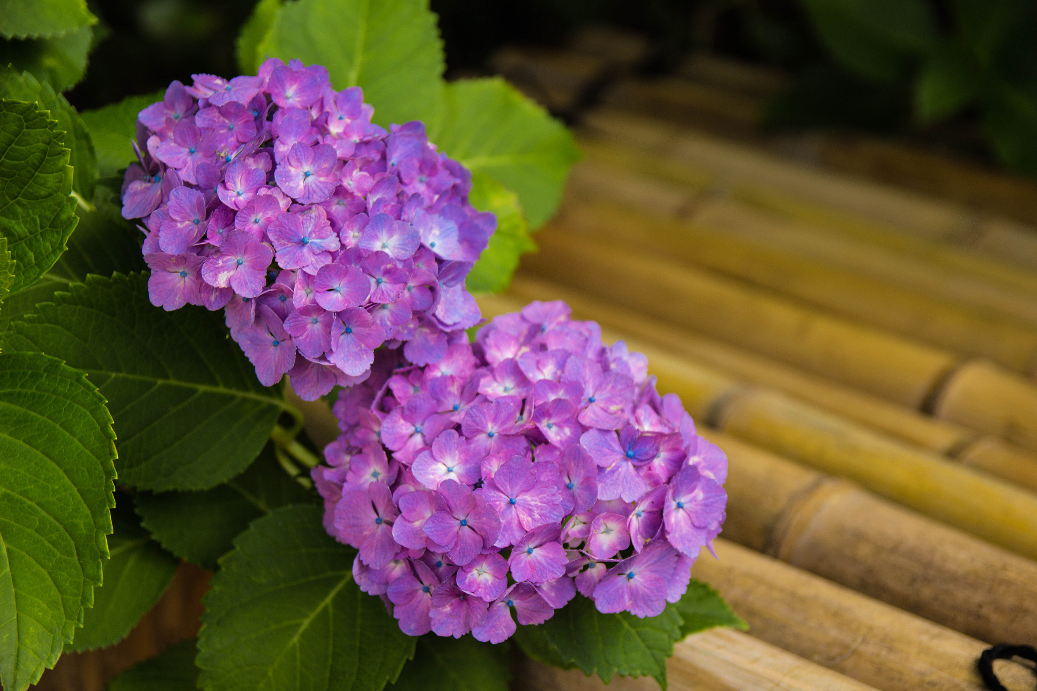 Canon EOS 100D (EOS Rebel SL1 / EOS Kiss X7) sample photo. Hydrangea photography