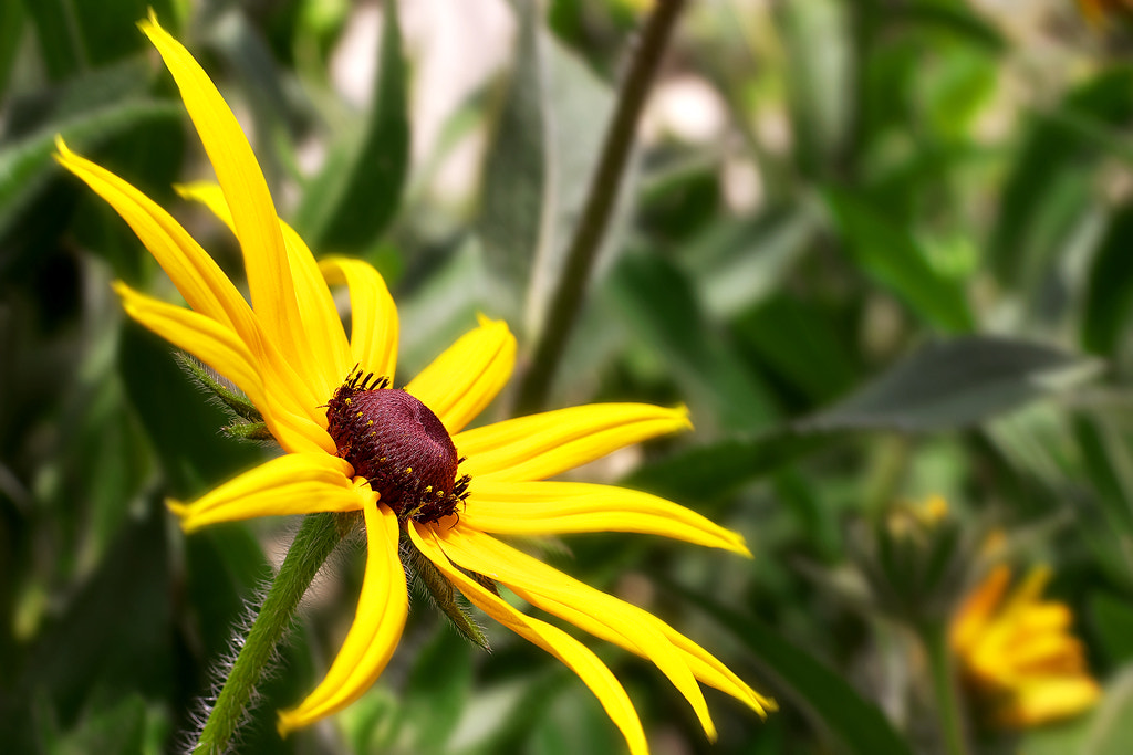 Canon EOS 50D + Canon EF 50mm F2.5 Macro sample photo. I am the one photography