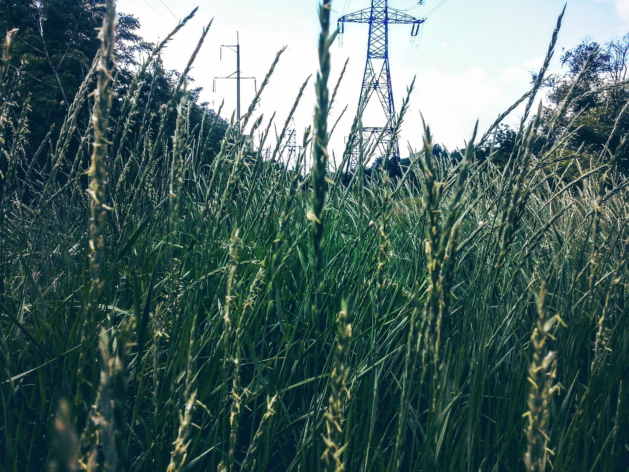 LG OPTIMUS L5 II sample photo. Cam07544.jpg photography