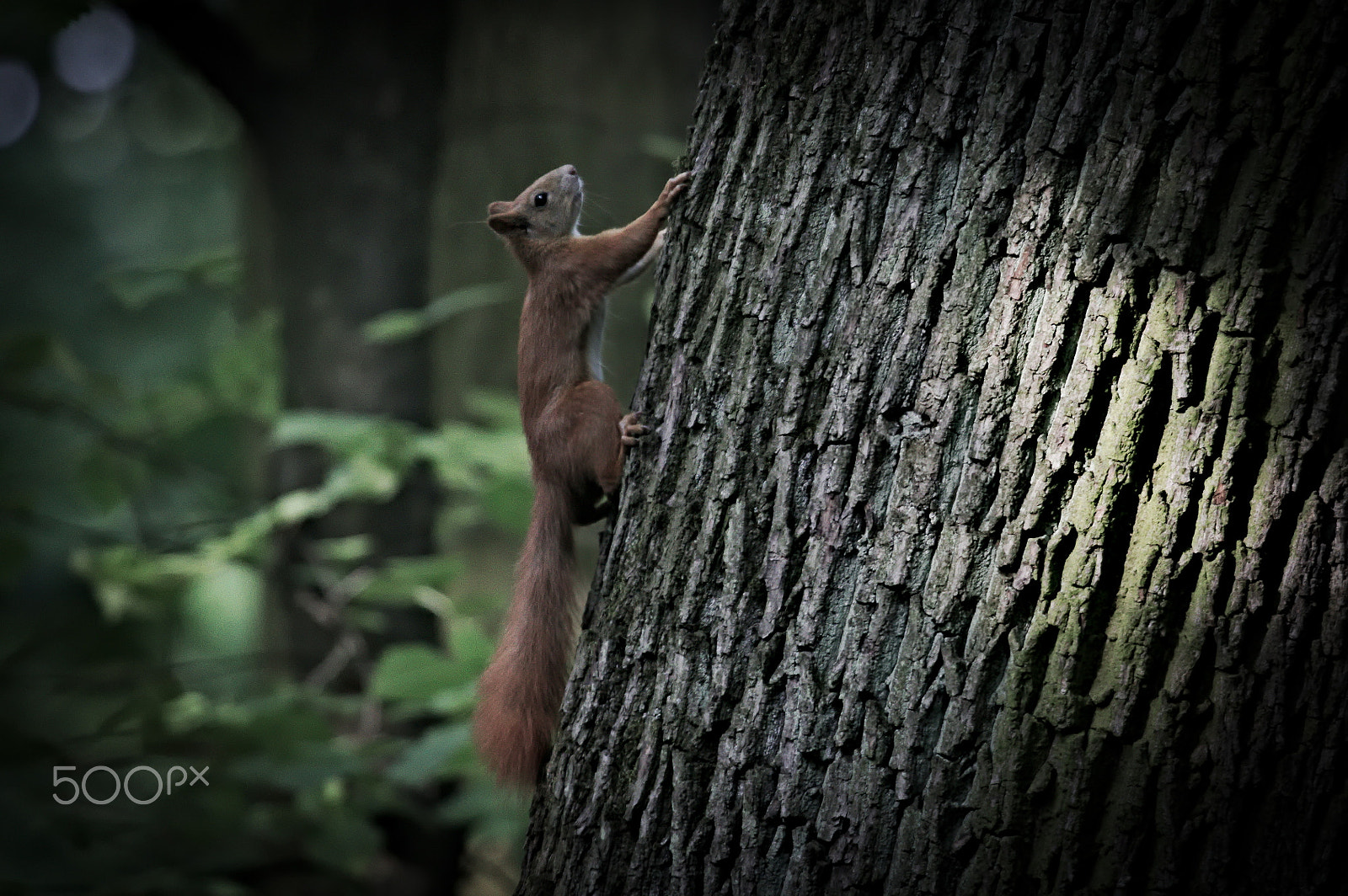 Canon EF 100-400mm F4.5-5.6L IS USM sample photo. Squirrel photography