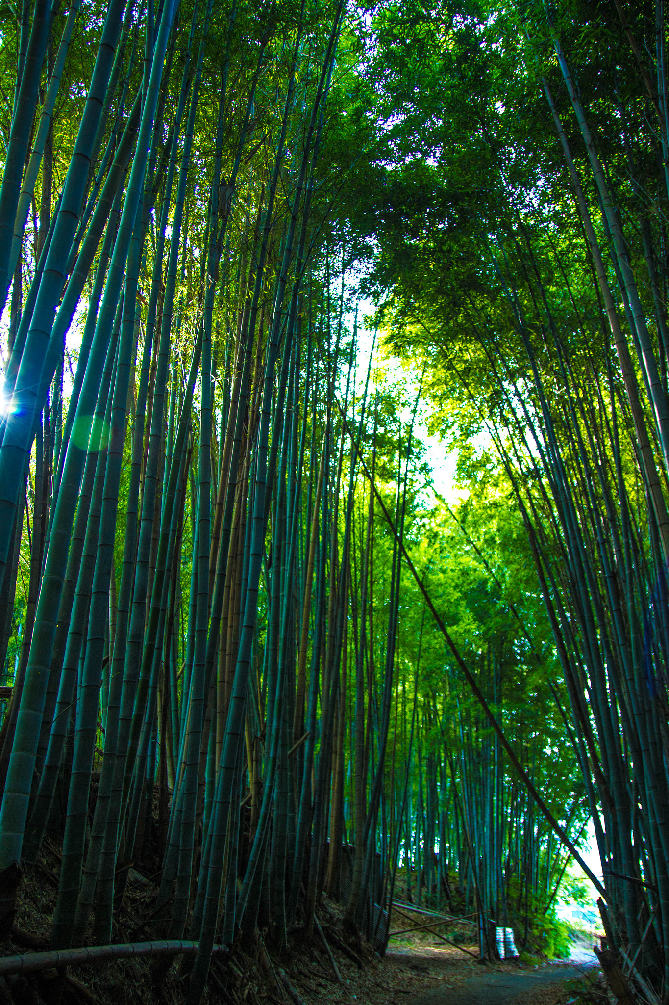 Canon EOS 100D (EOS Rebel SL1 / EOS Kiss X7) sample photo. Bamboo forest photography
