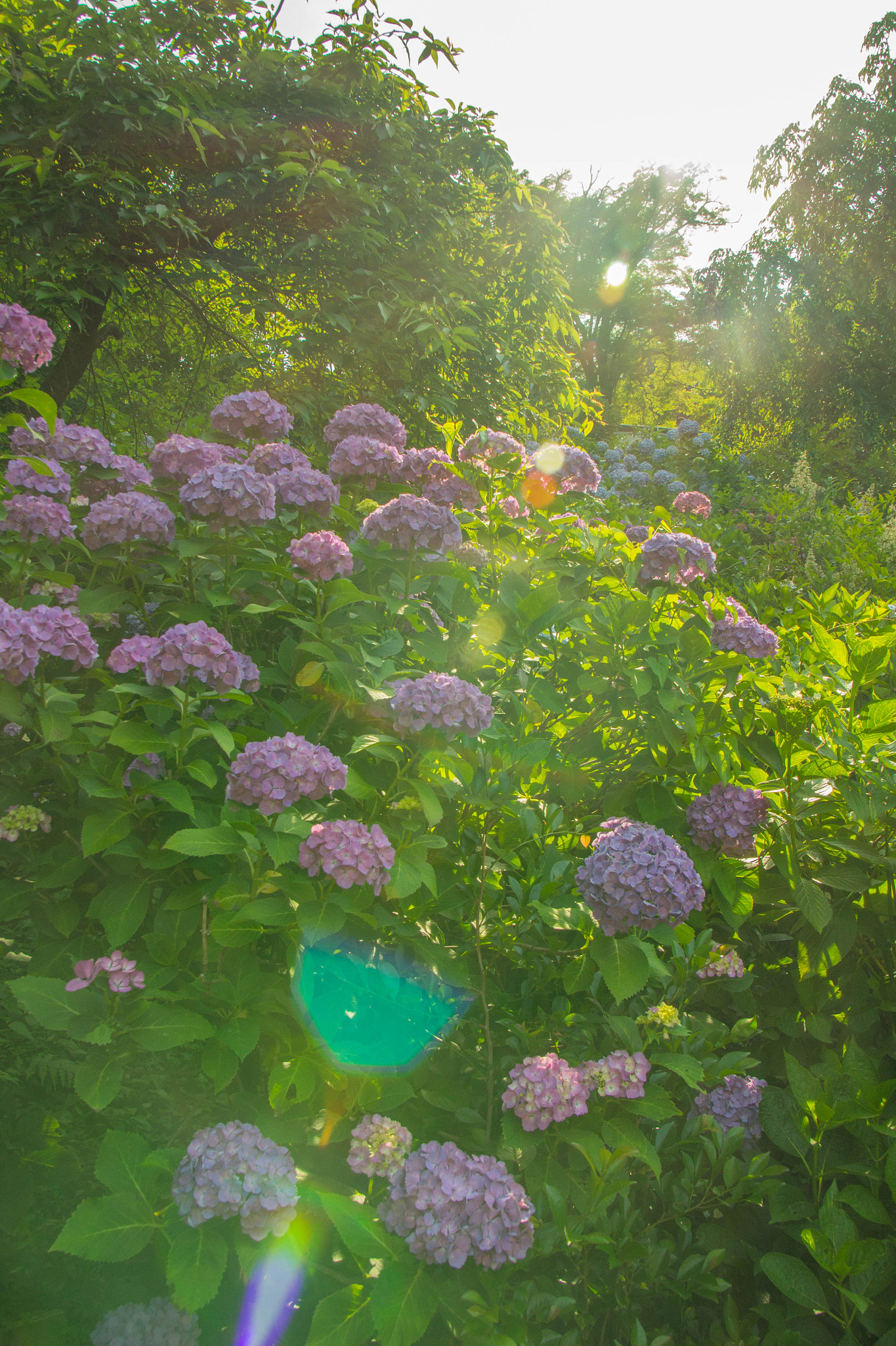 Canon EOS 100D (EOS Rebel SL1 / EOS Kiss X7) sample photo. Hydrangea photography