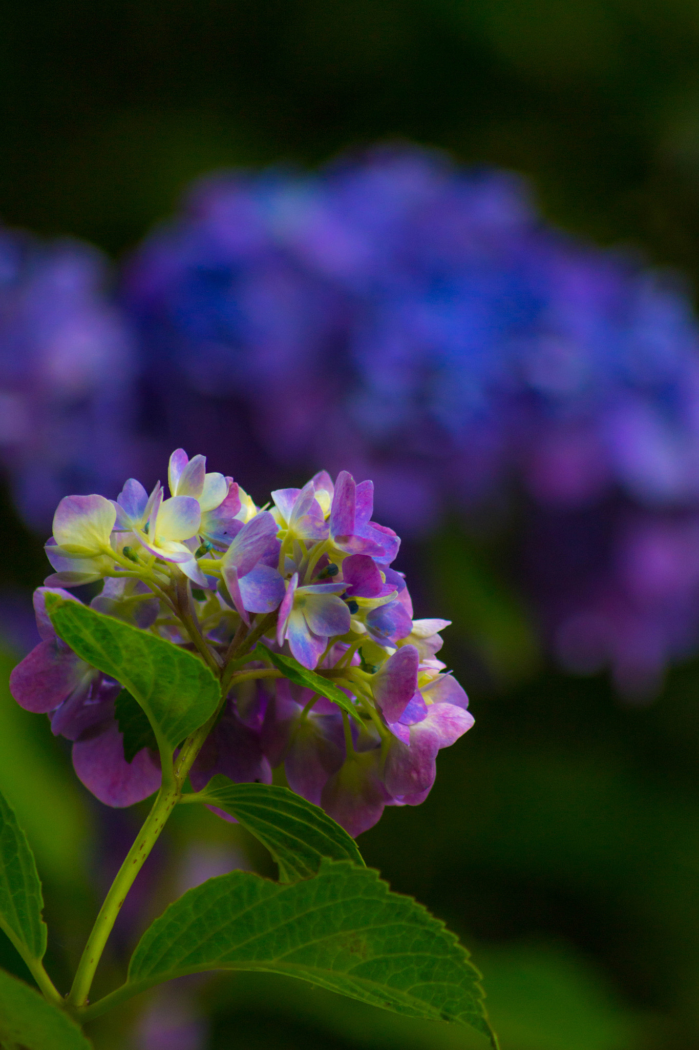 Canon EOS 100D (EOS Rebel SL1 / EOS Kiss X7) sample photo. Hydrangea photography