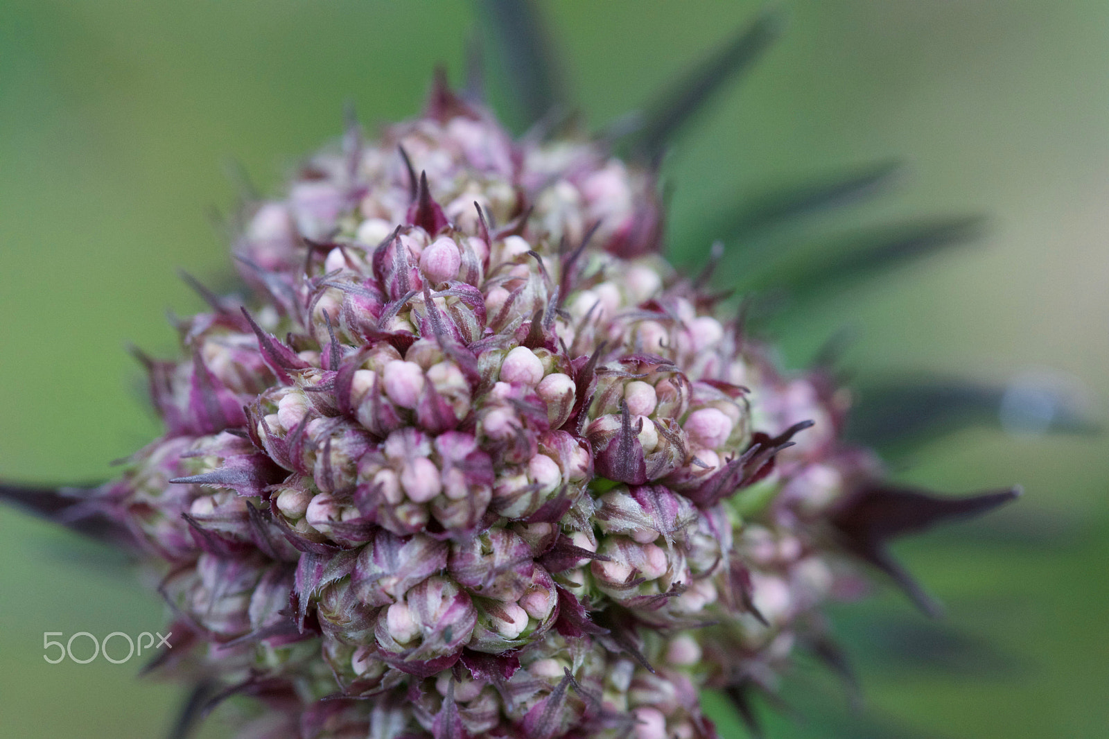 Sony ILCA-77M2 sample photo. The flower buds photography