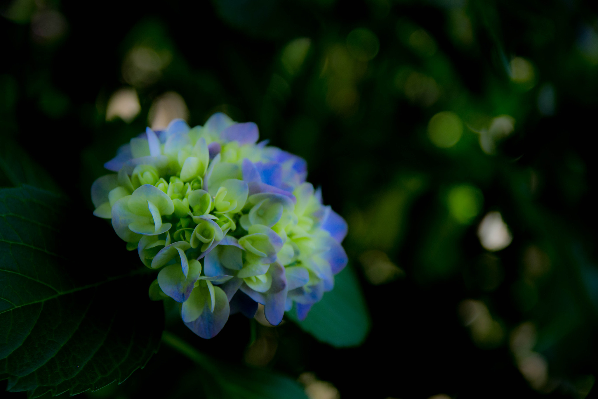 Canon EOS 100D (EOS Rebel SL1 / EOS Kiss X7) sample photo. Hydrangea photography