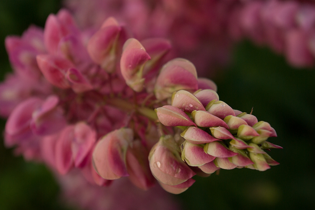Pentax smc DA 18-55mm F3.5-5.6 ED AL II (IF) sample photo. ..... photography