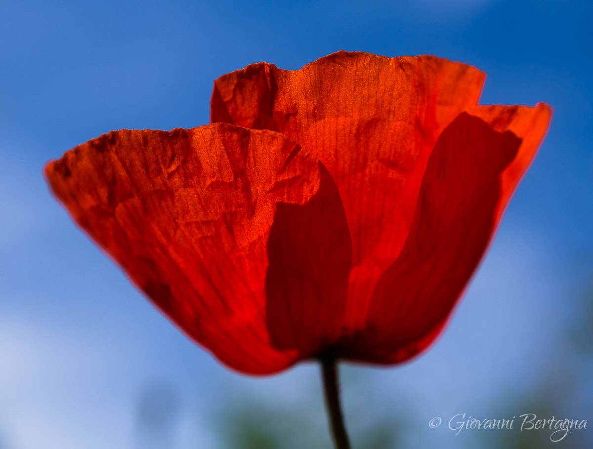 Olympus PEN E-PL5 + OLYMPUS M.12-50mm F3.5-6.3 sample photo. One red poppy photography