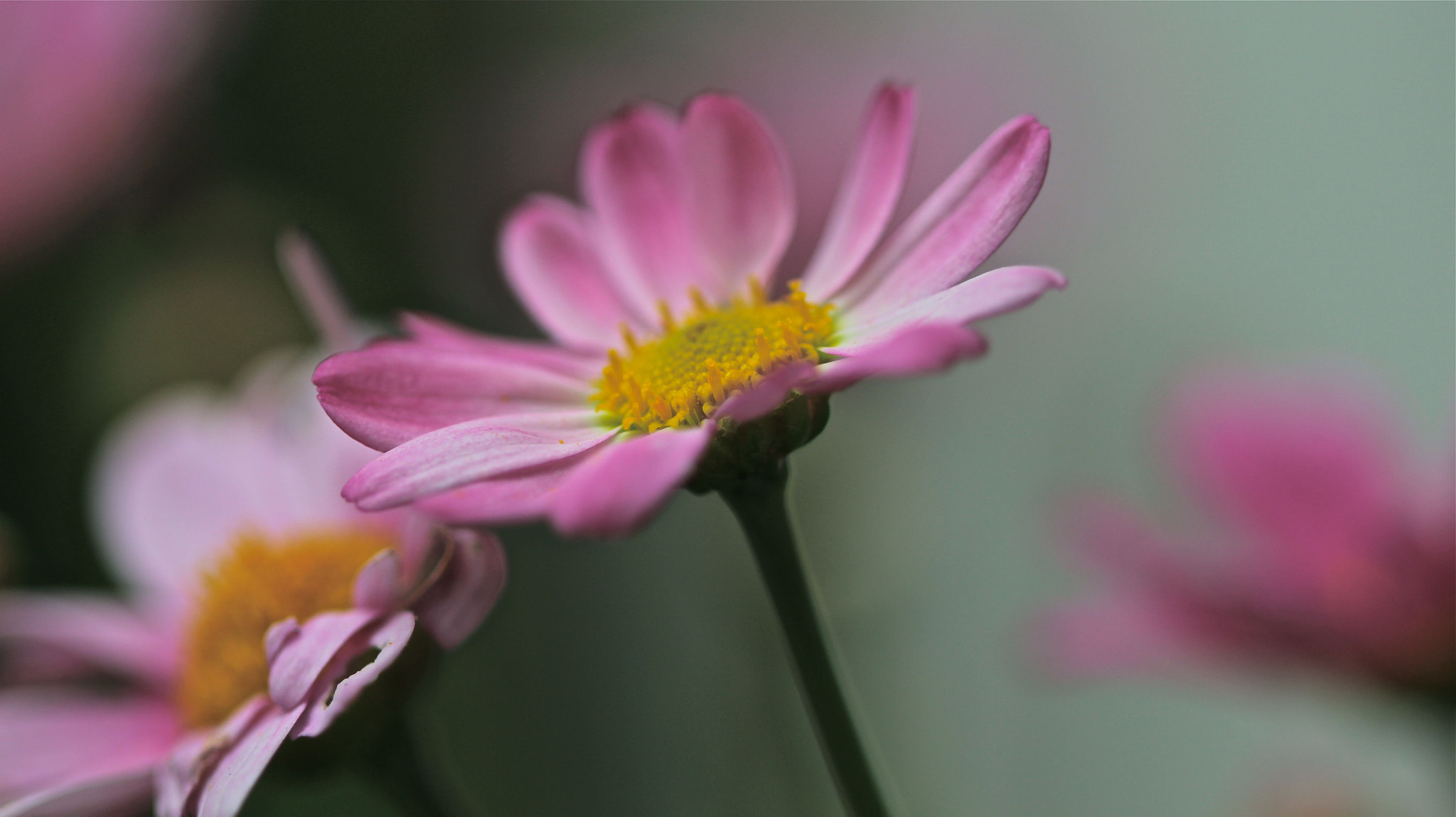 Canon EF 100mm F2.8 Macro USM sample photo. Pink haze photography