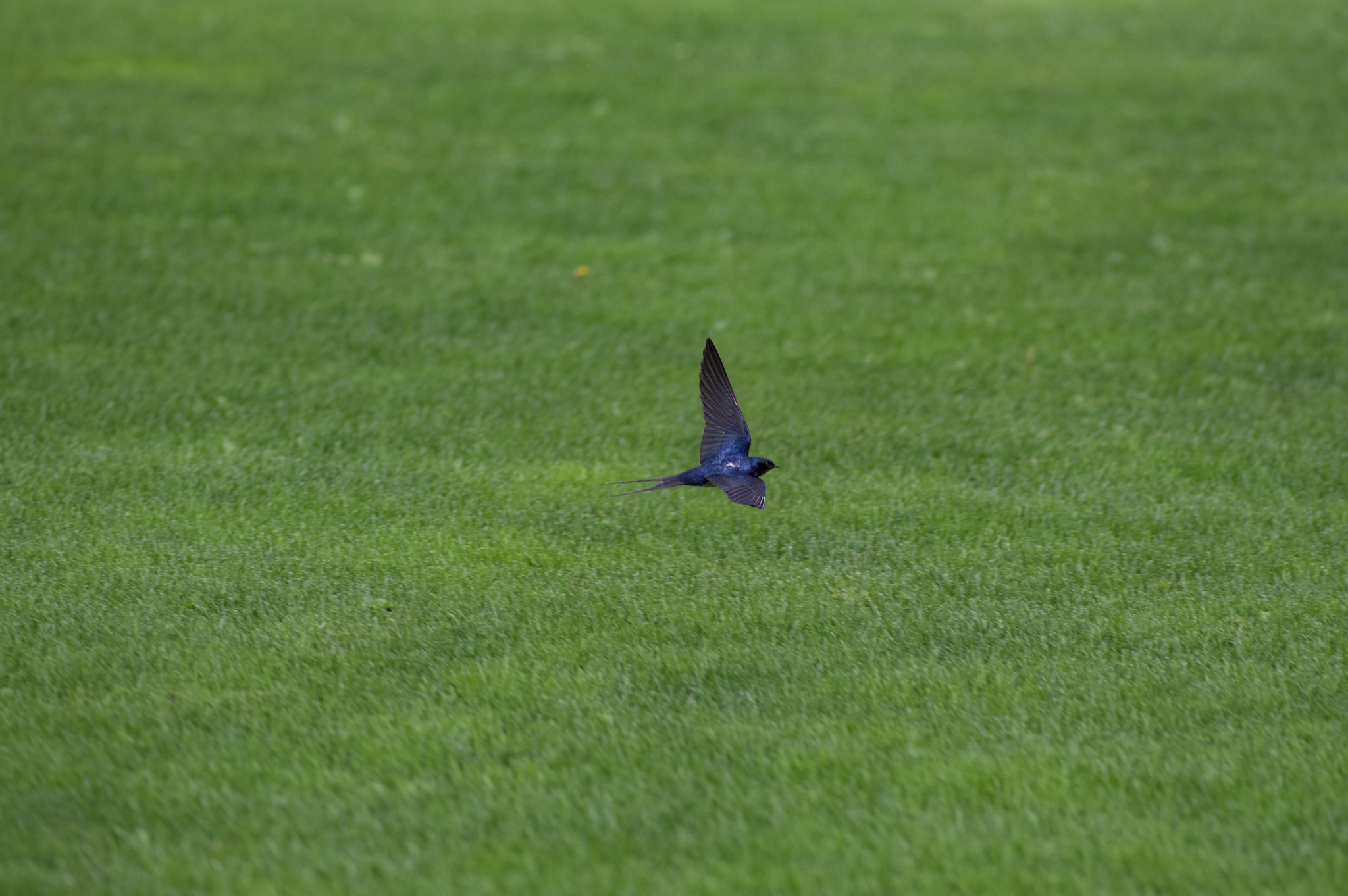 Pentax K-3 II + Pentax smc DA* 200mm F2.8 ED (IF) SDM sample photo. Swift photography