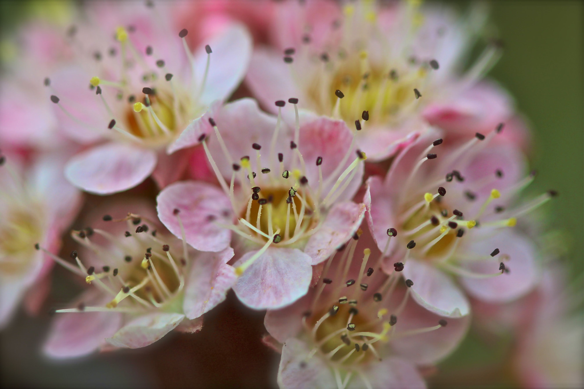 Canon EF 100mm F2.8 Macro USM sample photo. Flower spawn photography
