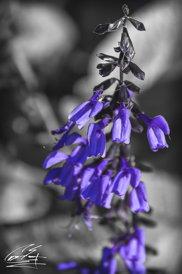 Canon EOS 650D (EOS Rebel T4i / EOS Kiss X6i) sample photo. Purple tree photography