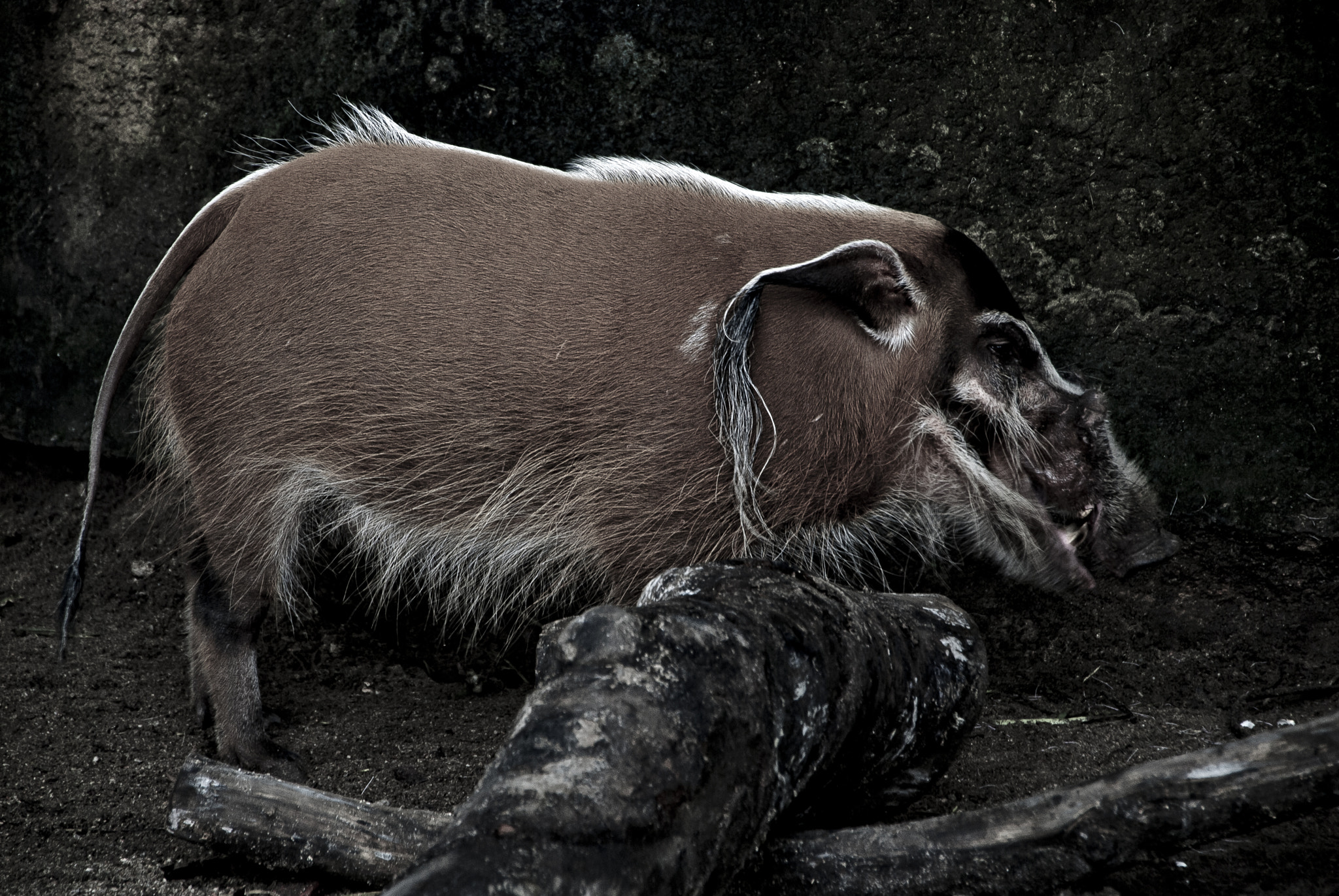 Nikon D80 sample photo. Red hog photography