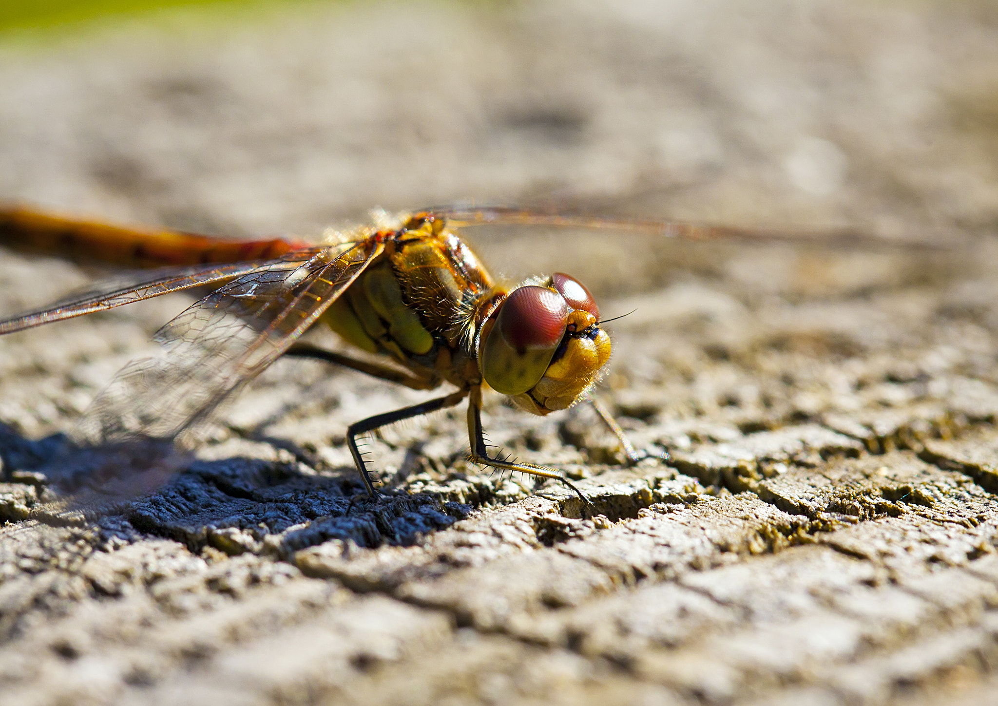 Canon EOS 50D + Canon EF 100mm F2.8L Macro IS USM sample photo. On the stump photography