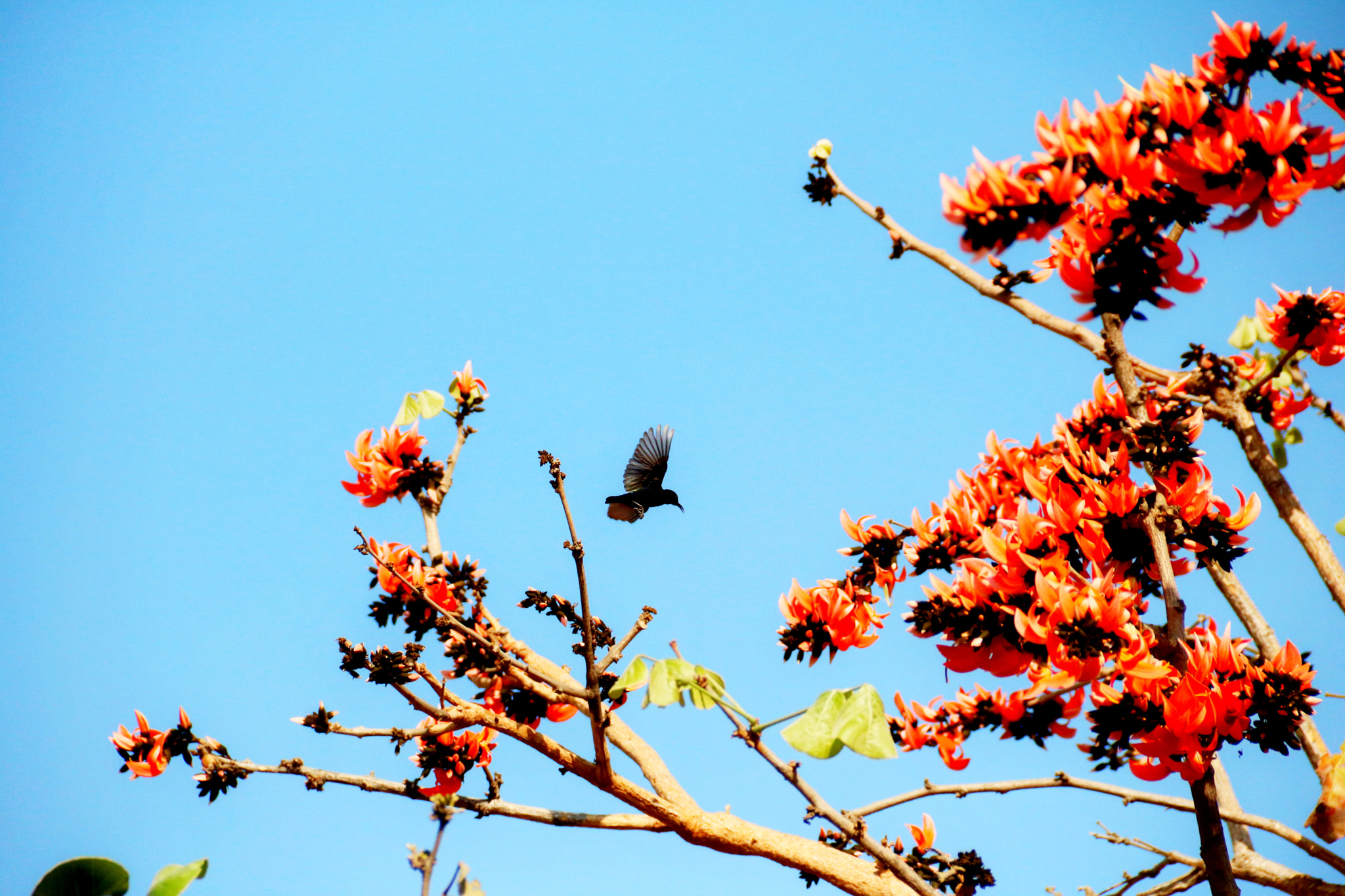 Canon EOS 750D (EOS Rebel T6i / EOS Kiss X8i) sample photo. A bird with parrot tree photography