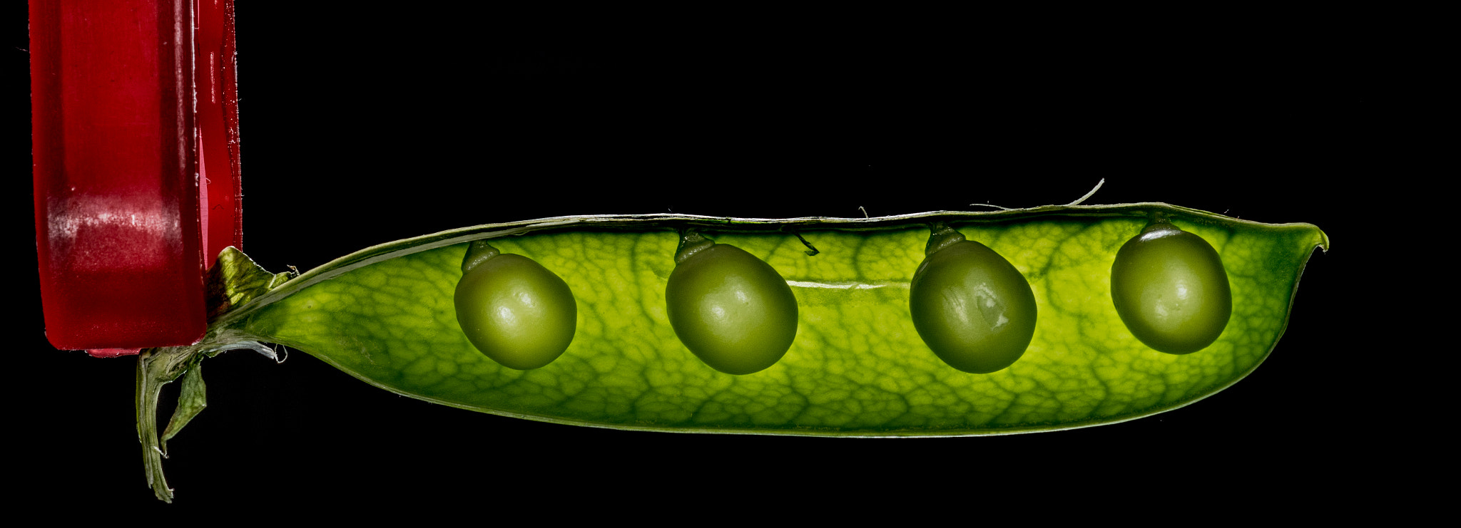 Nikon D500 + Nikon AF Micro-Nikkor 60mm F2.8D sample photo. Peas in half pod photography