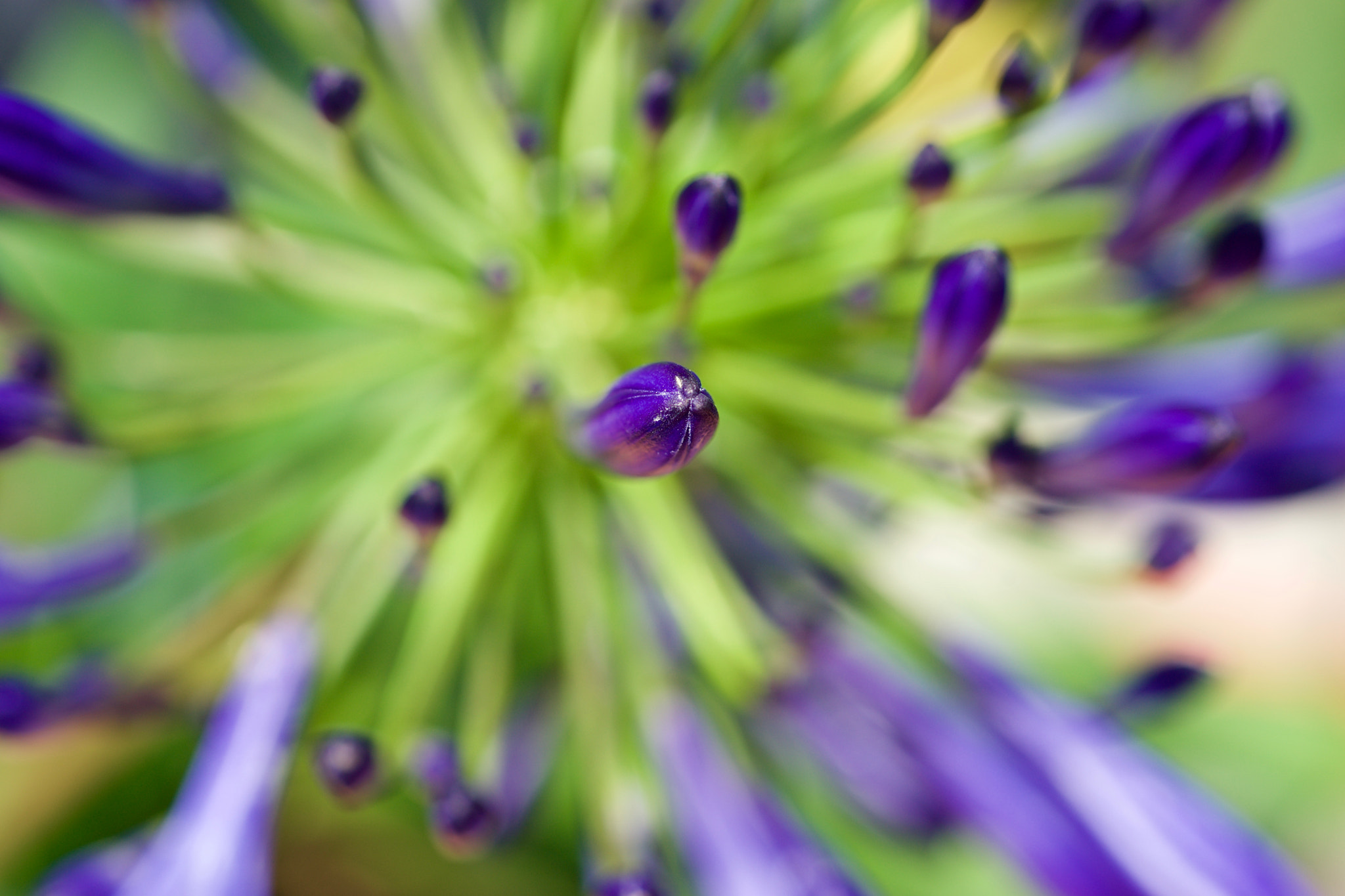 Sony 50mm F2.8 Macro sample photo. "pintos" photography