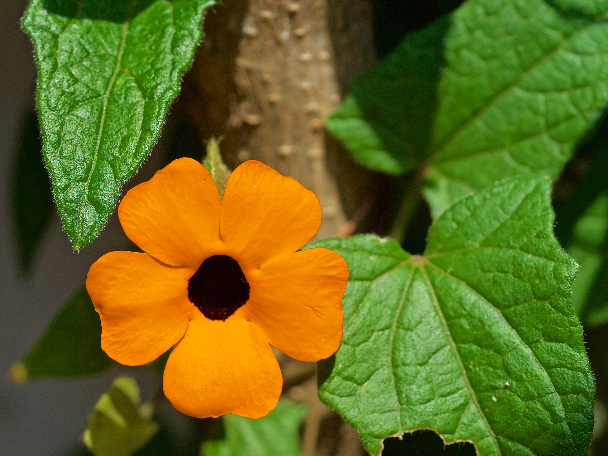 Sony a99 II sample photo. "verde-amarillo" photography