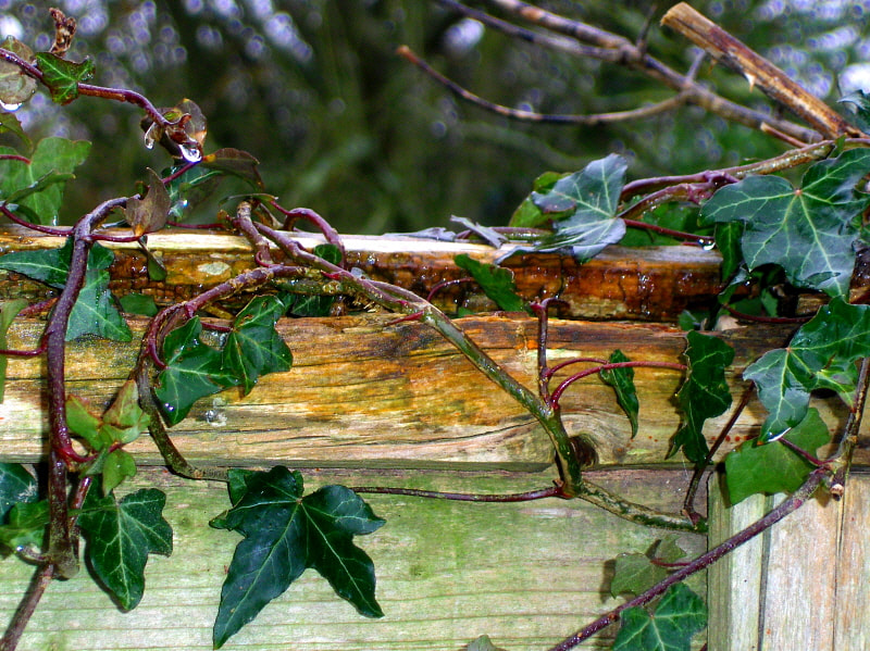 HP PHOTOSMART R927  (V01.00) sample photo. Ivy & fence photography