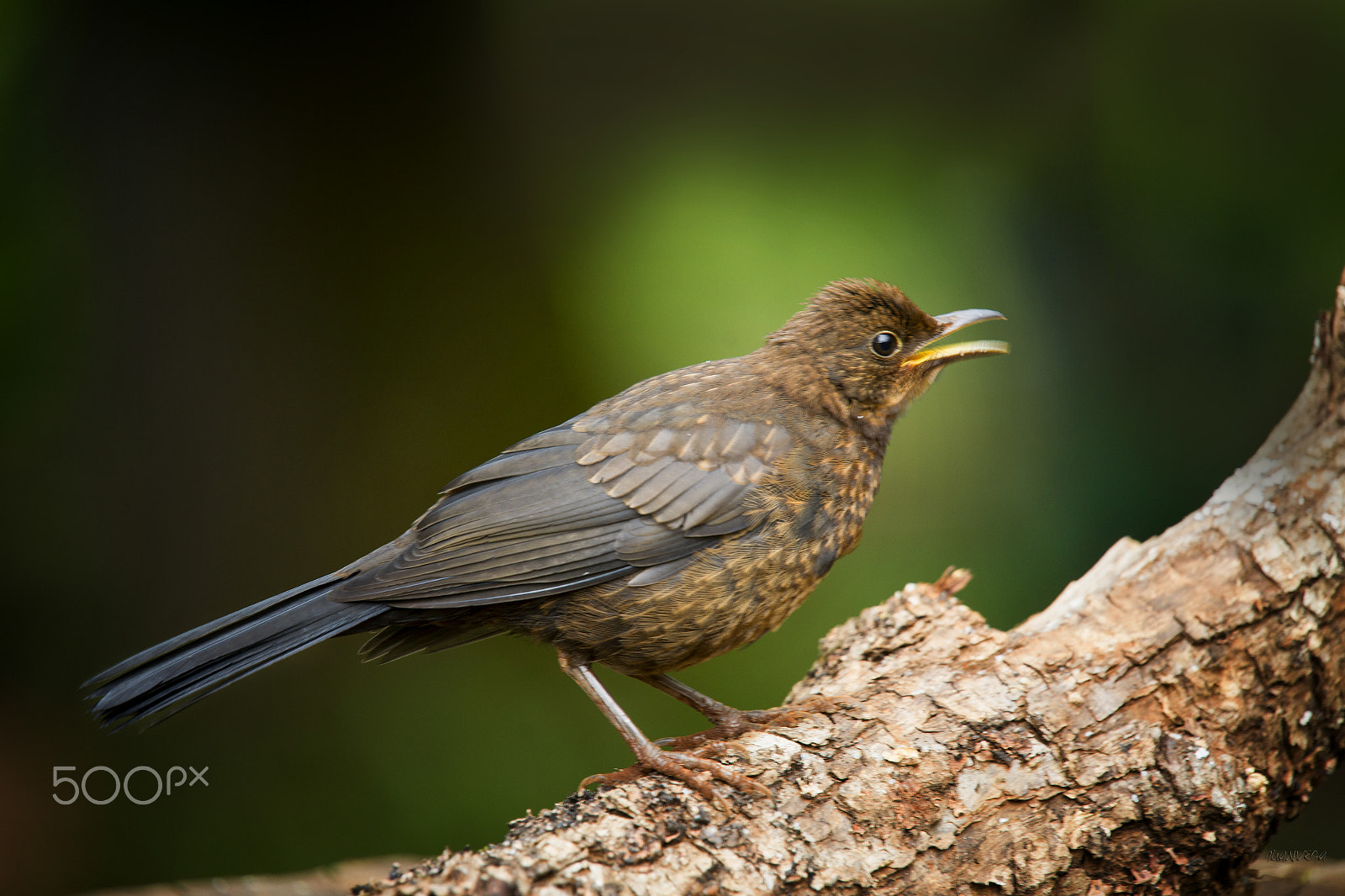 Sony Alpha DSLR-A850 + Minolta AF 300mm F2.8 HS-APO G sample photo. Mirlo juvenil photography