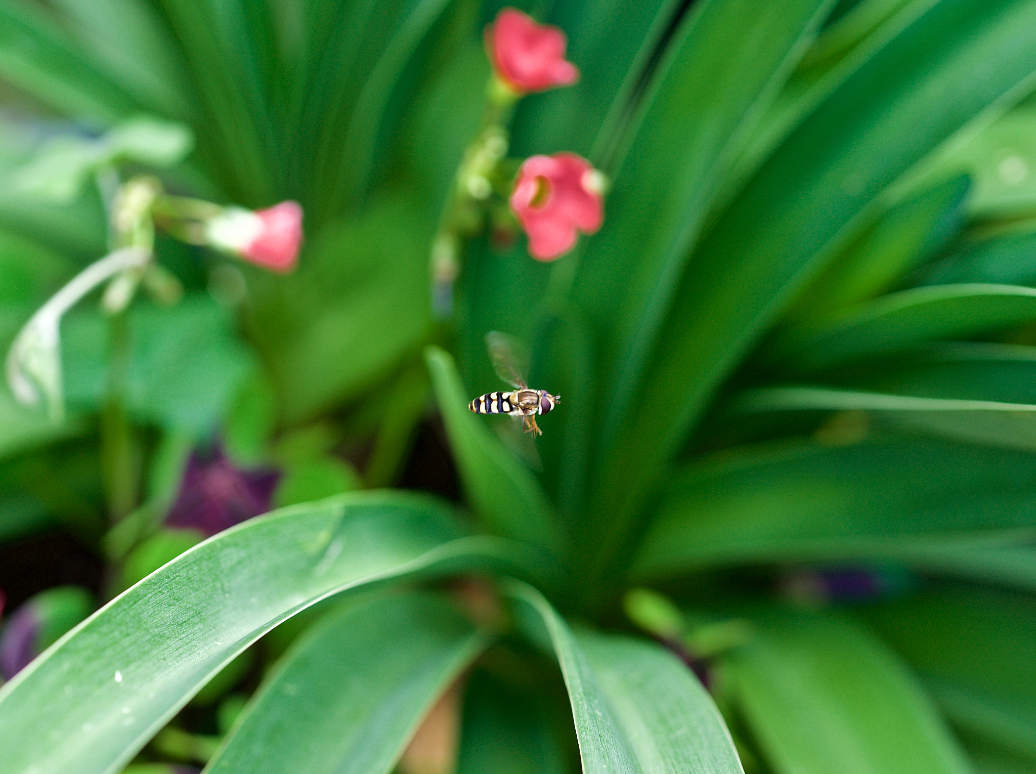 Sony a99 II + Sony 50mm F2.8 Macro sample photo. "pose" photography