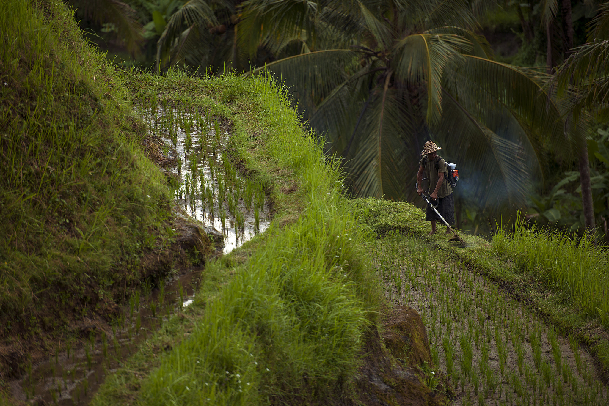 Nikon D3X sample photo. Rice terrace / bali // indonesia photography
