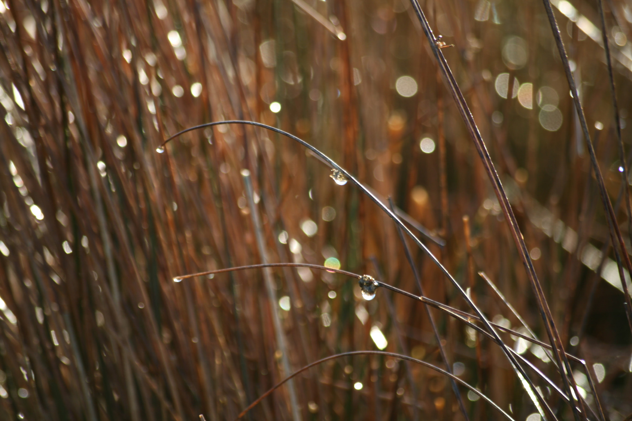 Sigma 55-200mm f/4-5.6 DC sample photo