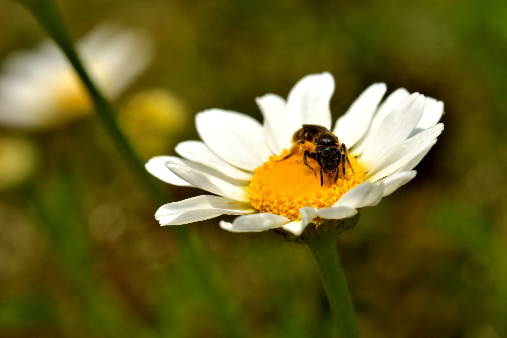 Nikon D7200 + Sigma 105mm F2.8 EX DG Macro sample photo. A flower & a bug photography