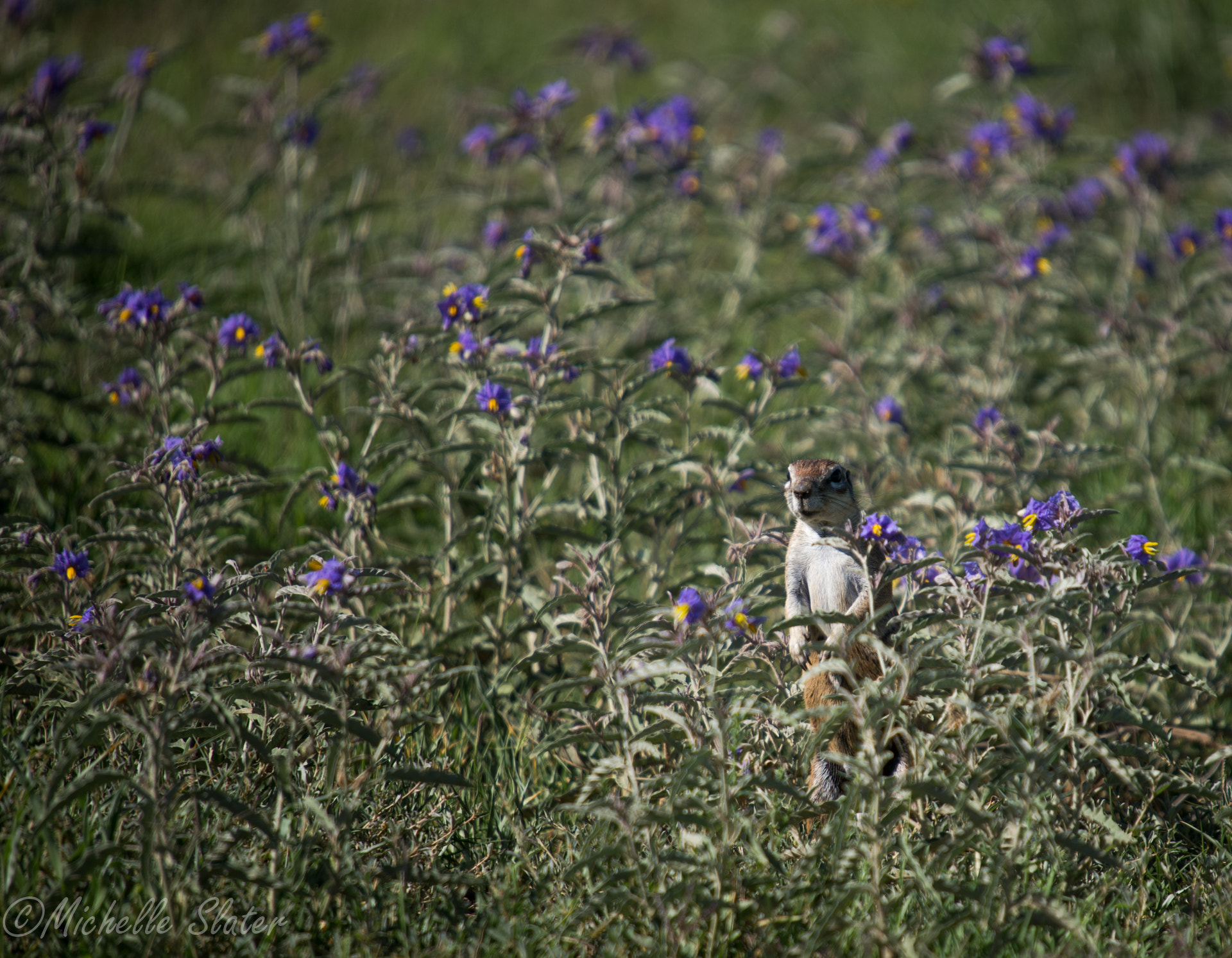 Sigma 50-500mm F4-6.3 EX APO RF HSM sample photo. Amoungst the flowers photography