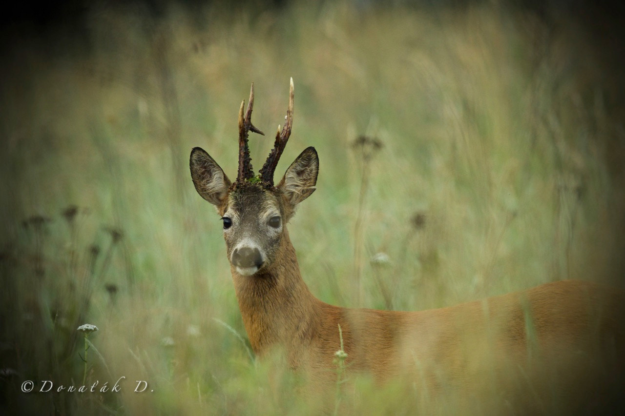 Canon EF 200-400mm F4L IS USM Extender 1.4x sample photo. Srnec obecný (capreolus capreolus) photography