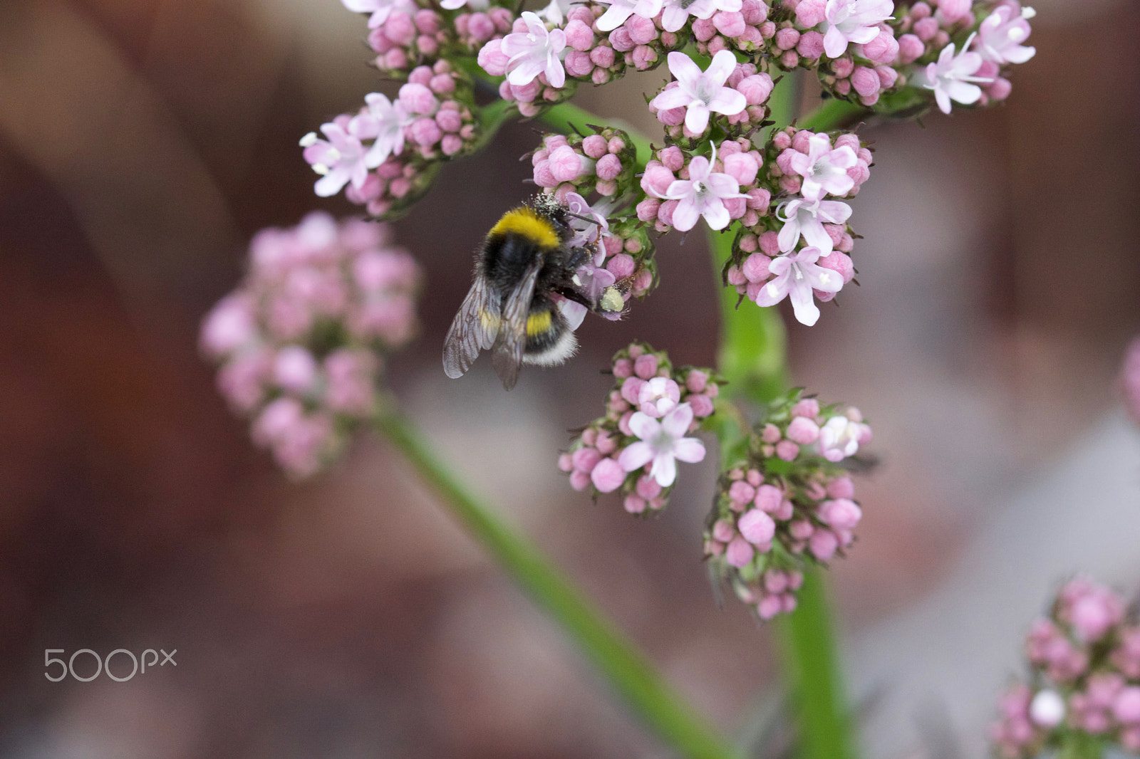 Sony ILCA-77M2 + 90mm F2.8 Macro SSM sample photo. Bumblebees photography