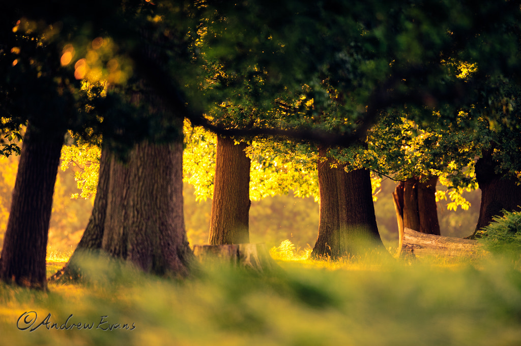 Nikon AF-S Nikkor 400mm F2.8G ED VR II sample photo. Going to the woods! photography