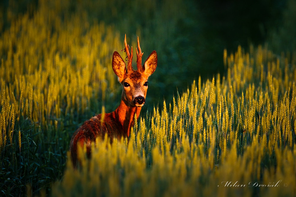 Canon EOS 7D Mark II + Canon EF 300mm F2.8L IS USM sample photo. The last look back at the ending day photography