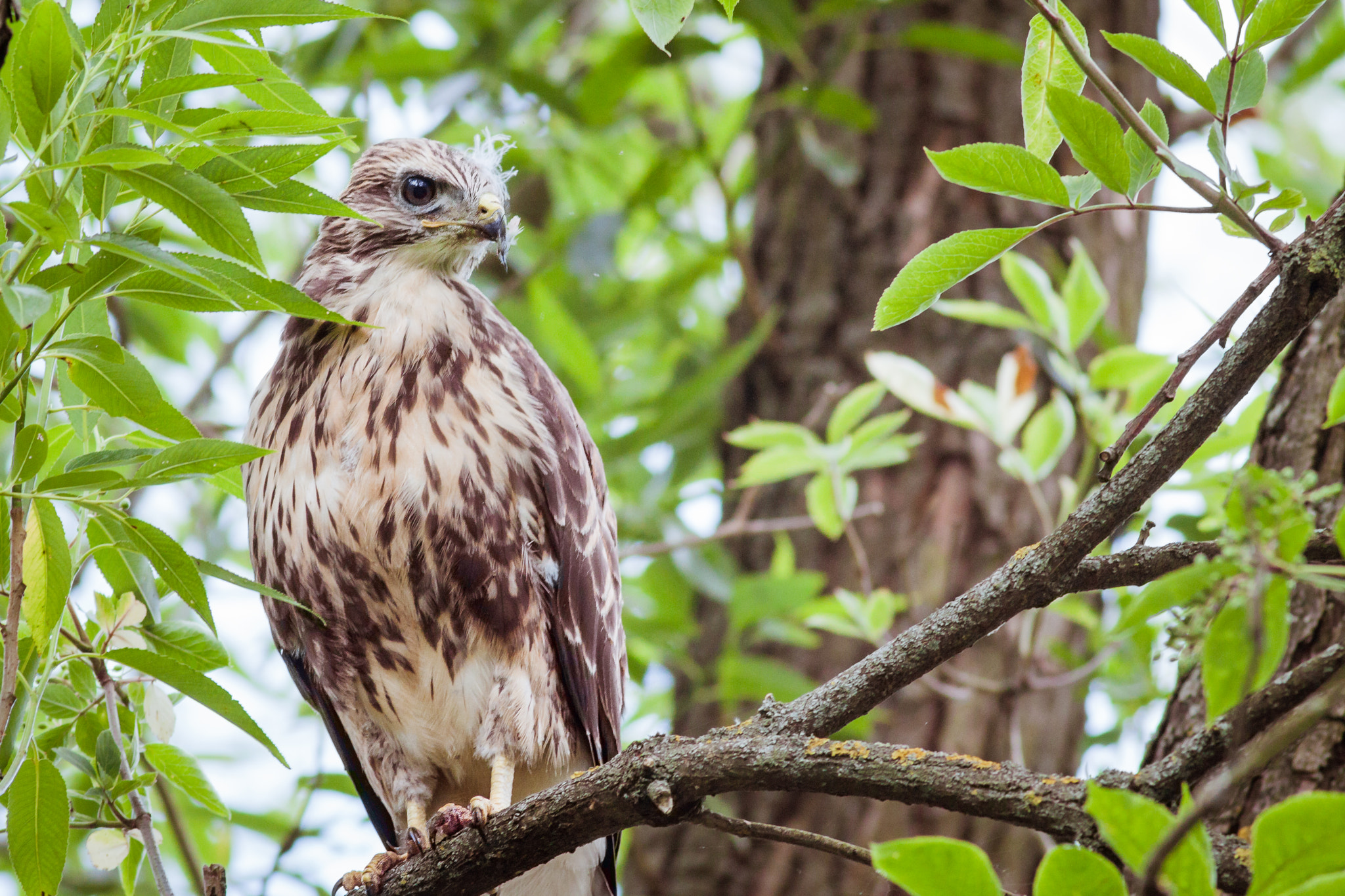 Canon EOS 50D + Canon EF 400mm F5.6L USM sample photo. Buteo buteo ...junior photography