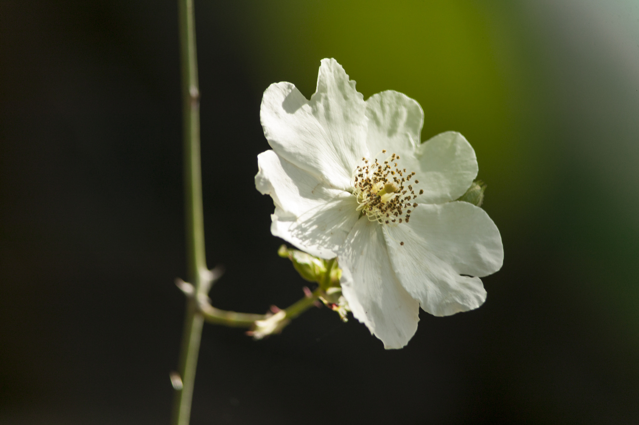 Canon EF 35-135mm f/4-5.6 USM sample photo. Flor silvestre photography