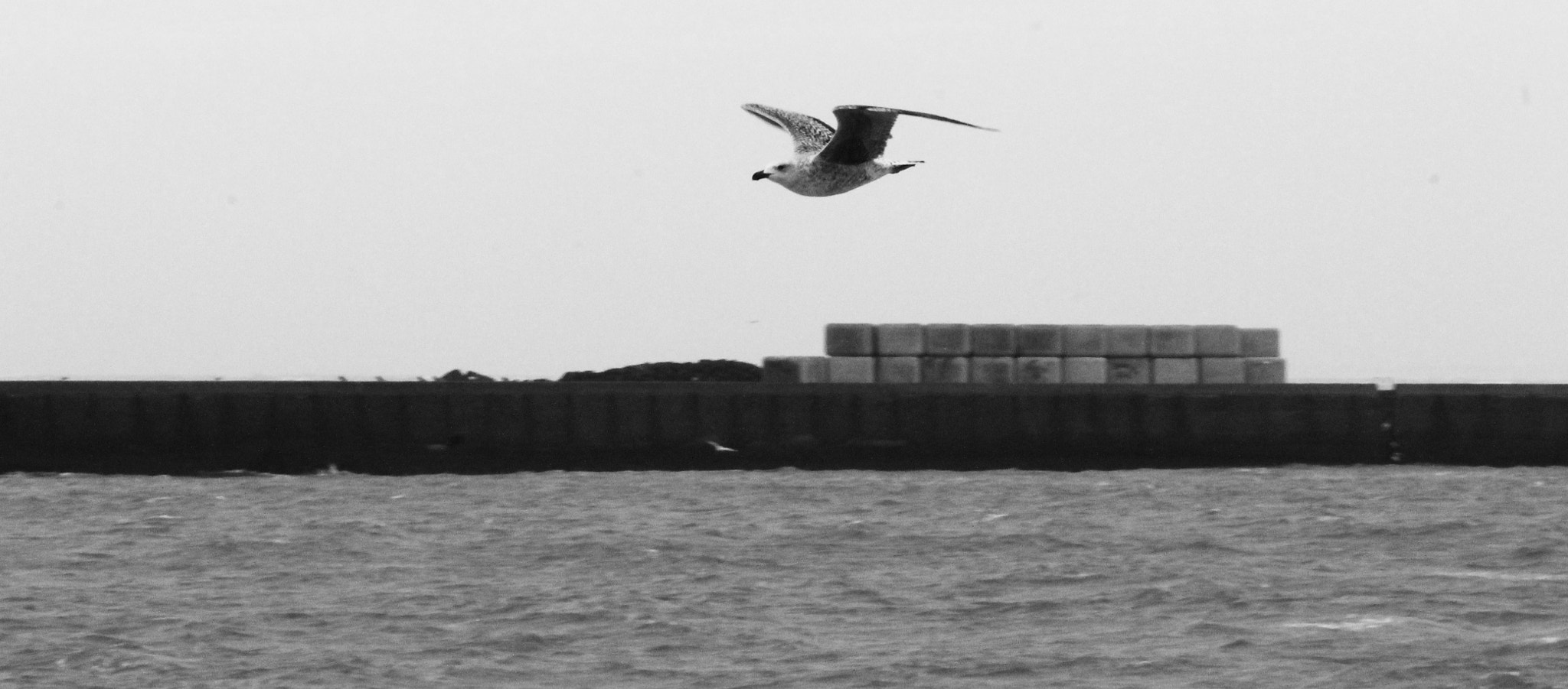 Canon EOS 1100D (EOS Rebel T3 / EOS Kiss X50) + Sigma 150-500mm F5-6.3 DG OS HSM sample photo. Black and white seagull photography