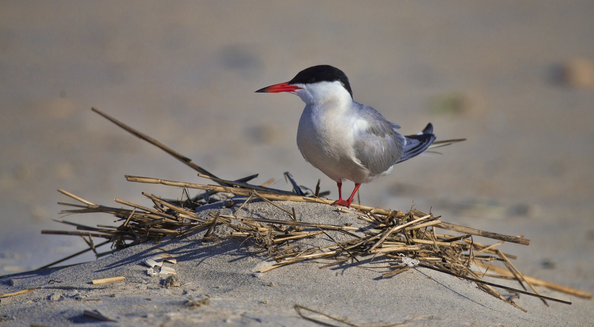 Nikon AF-S Nikkor 800mm F5.6E FL ED VR sample photo. Red nose gull photography