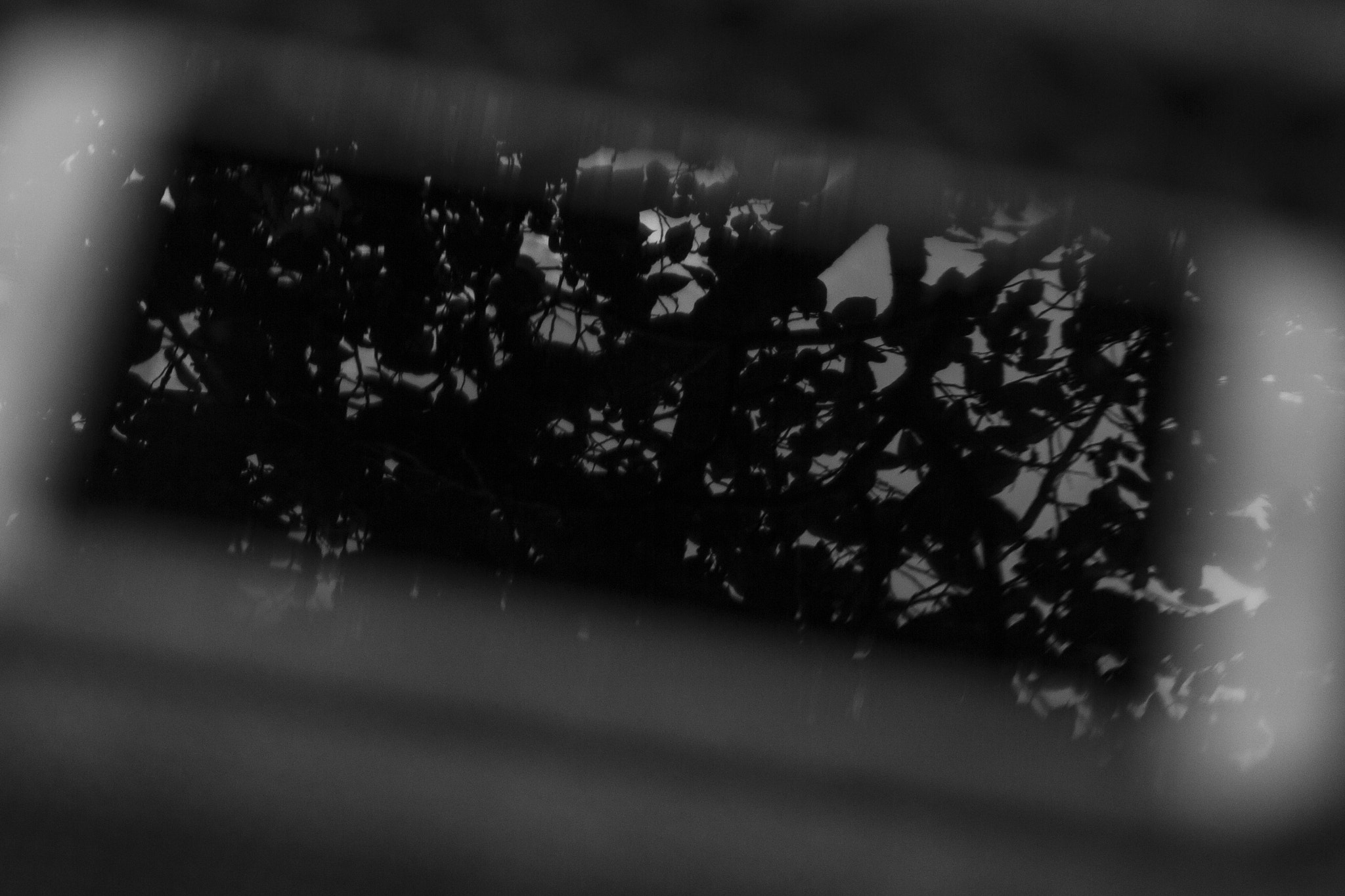Canon EF 35-80mm f/4-5.6 sample photo. Leaves photography