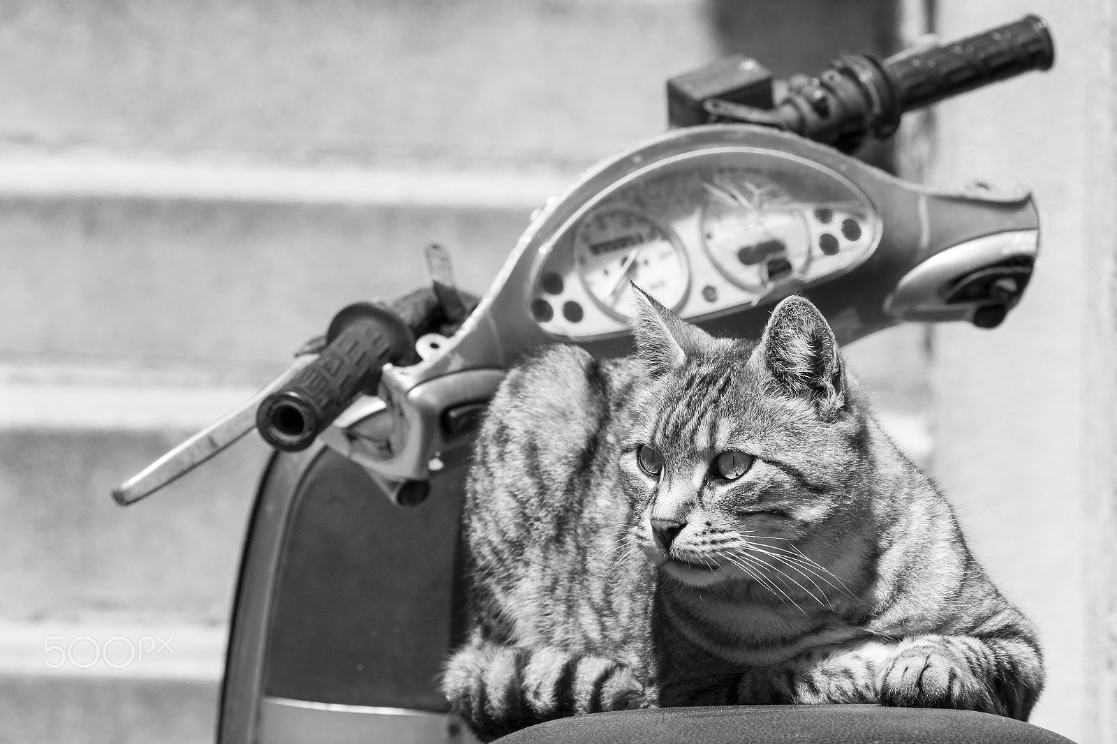 Nikon D7100 + AF Nikkor 70-210mm f/4-5.6D sample photo. Resting cat on old italian scooter photography
