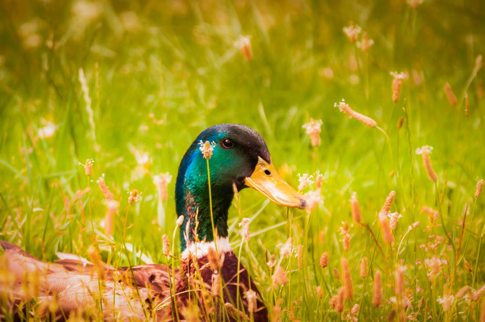 Sigma 150-600mm F5-6.3 DG OS HSM | C sample photo. Hidden mallard photography