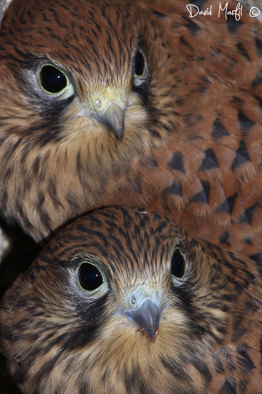 Canon EF 100-400mm F4.5-5.6L IS USM sample photo. Falco tinnunculus photography