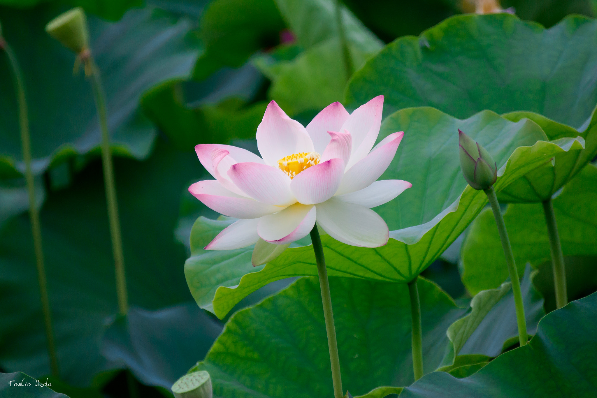 Sony 70-300mm F4.5-5.6 G SSM sample photo. Lotus photography