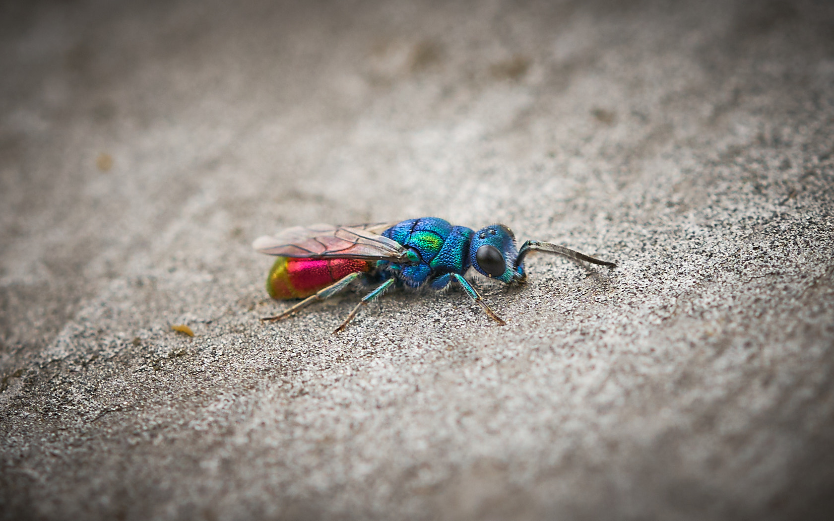Sony a7 II + 105mm F2.8 sample photo. Goldwespe - ruby-tailed wasp [chrysis ignita] photography