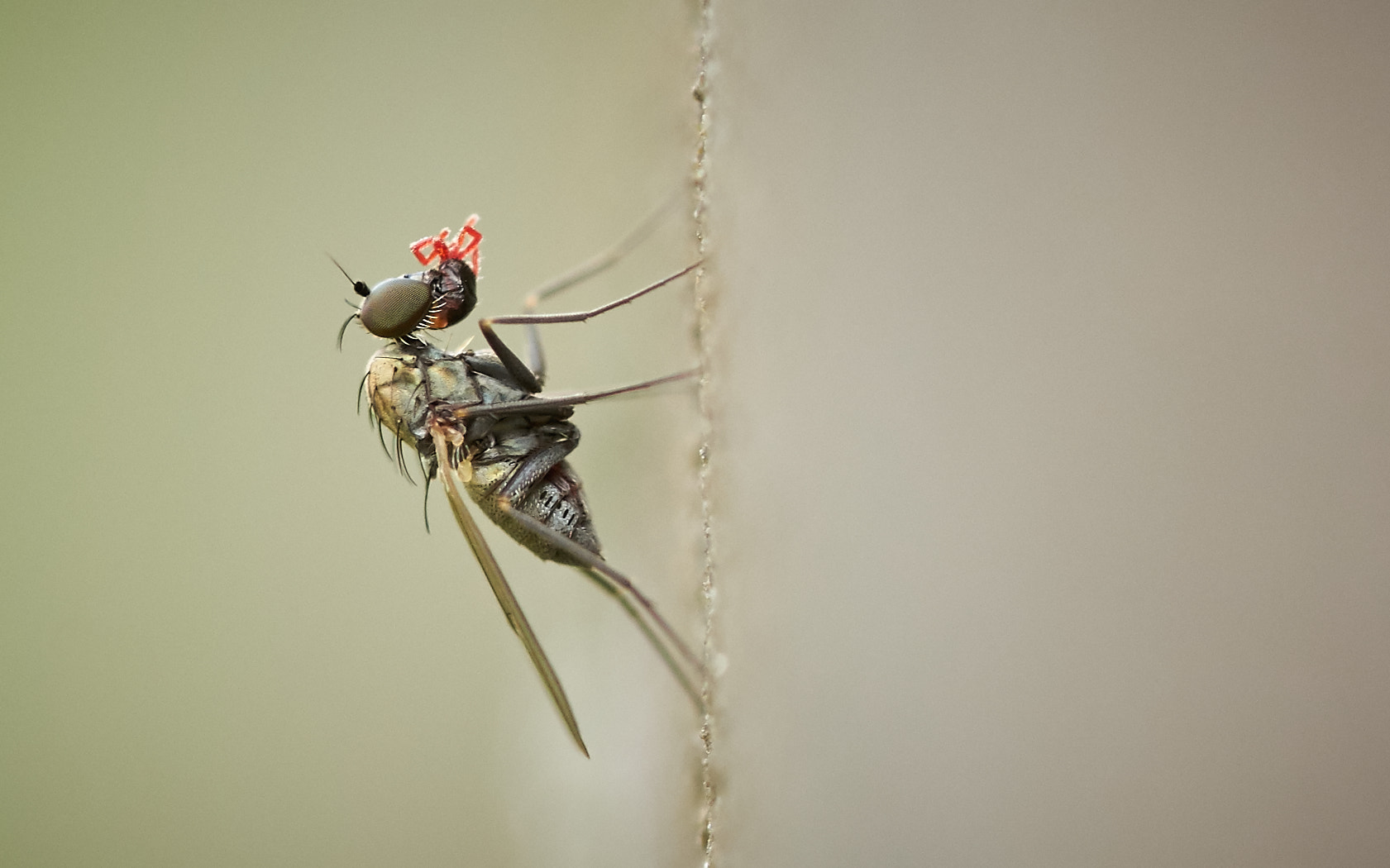 Sony a7 II + 105mm F2.8 sample photo. Small fly eating even smaller red mite photography