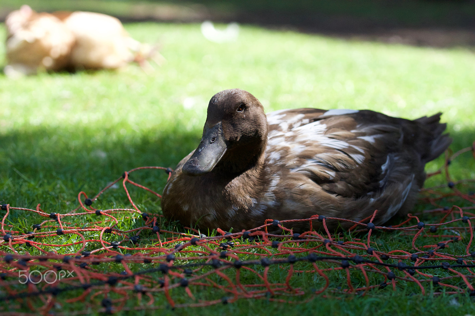 Sony ILCA-77M2 + 90mm F2.8 Macro SSM sample photo. The duck photography