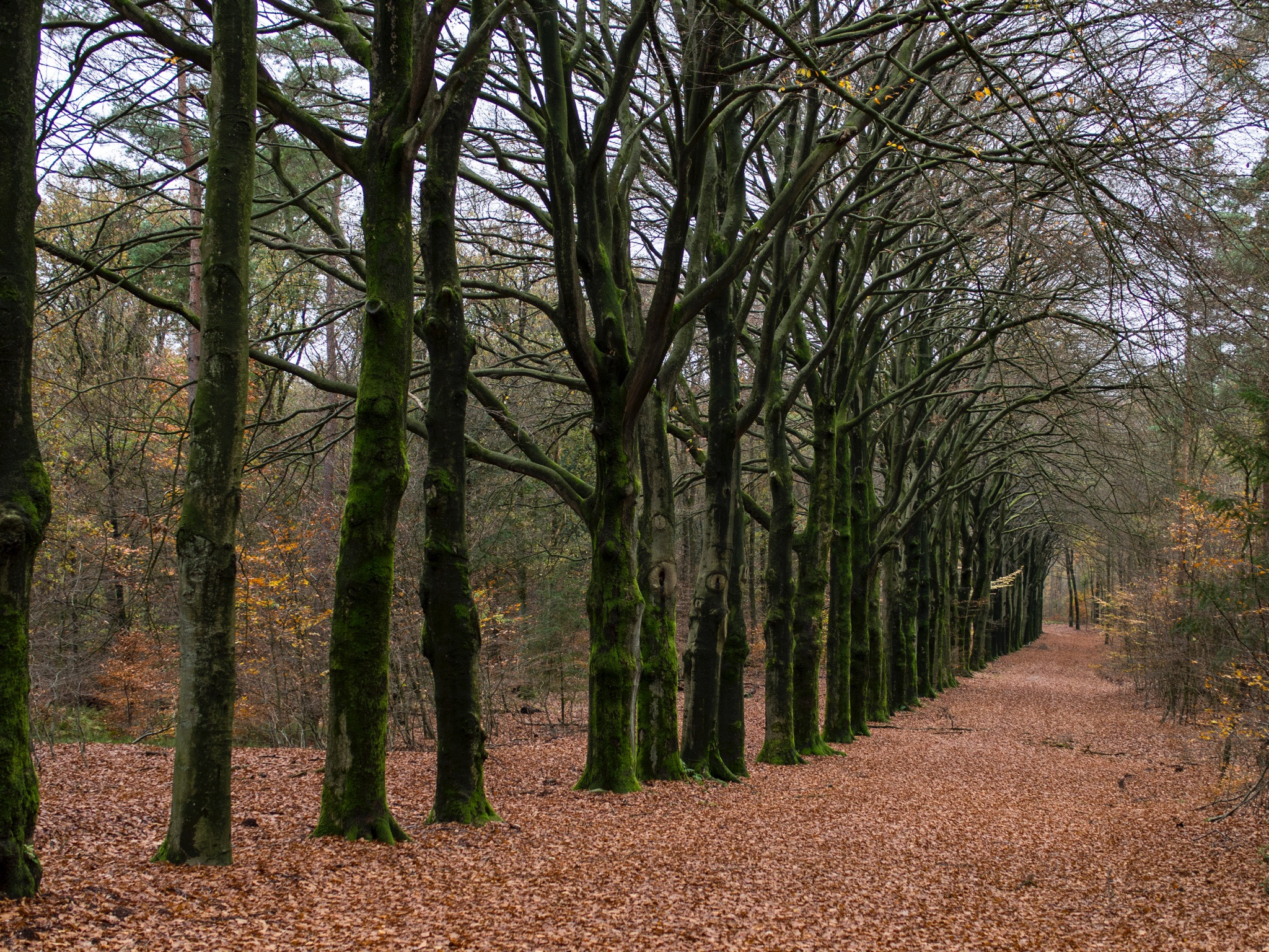 Olympus PEN E-PL6 + Panasonic Leica DG Summilux 25mm F1.4 II ASPH sample photo. Row of trees photography