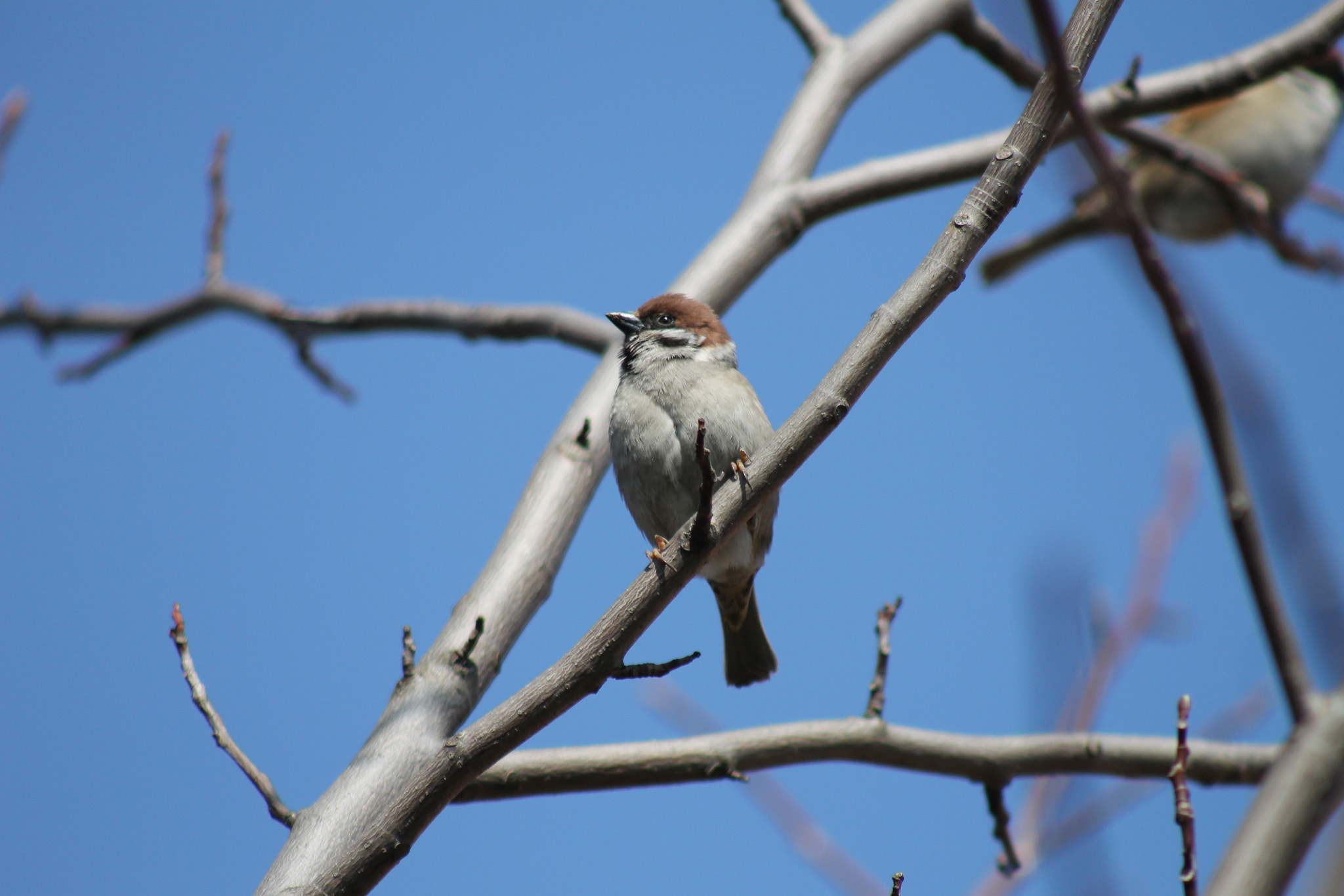 Canon EF 75-300mm f/4-5.6 USM sample photo. Sparrow photography