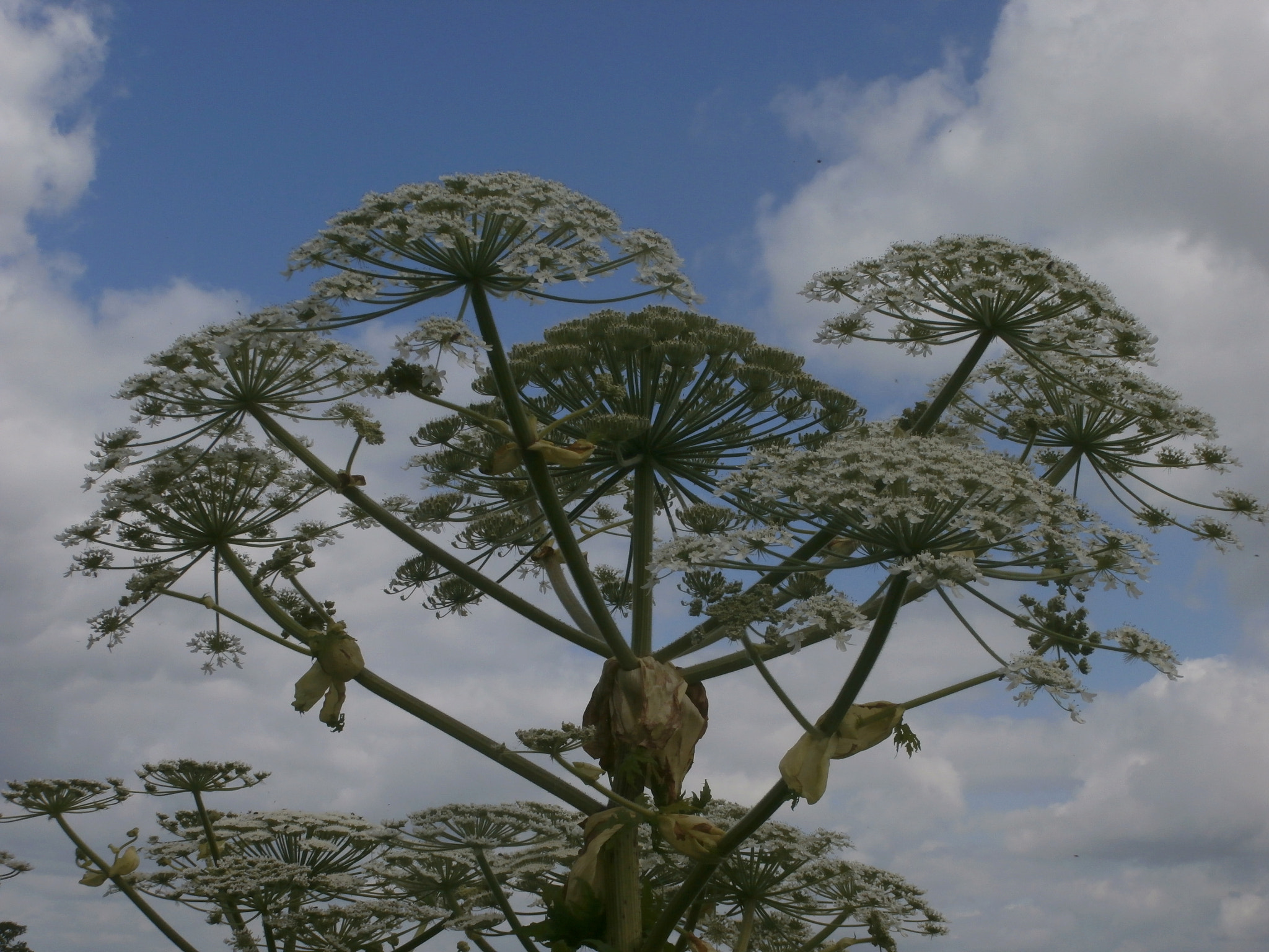 Olympus VR340,D750 sample photo. Large hogweed. photography