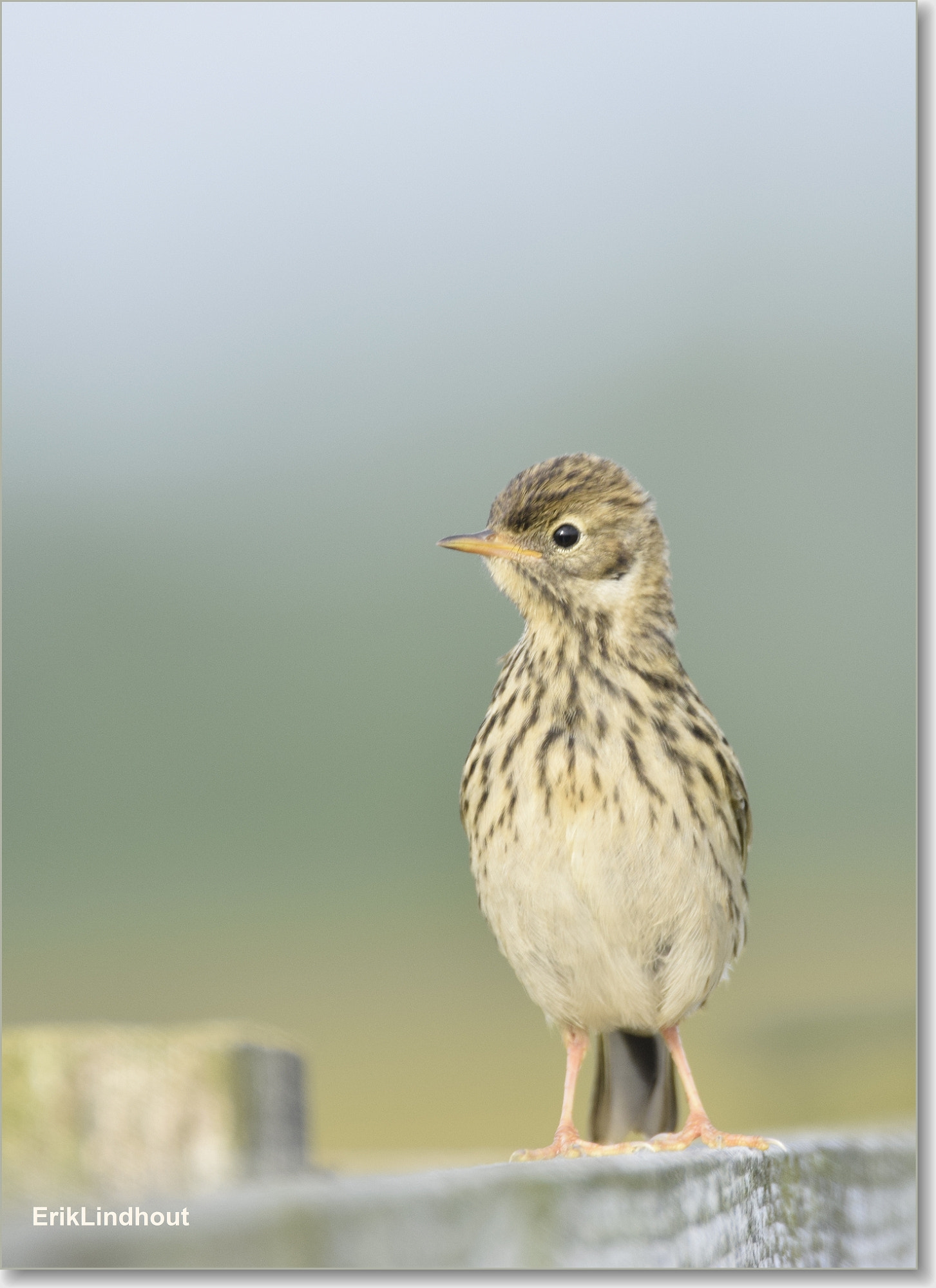 Sigma 150-600mm F5-6.3 DG OS HSM | C sample photo